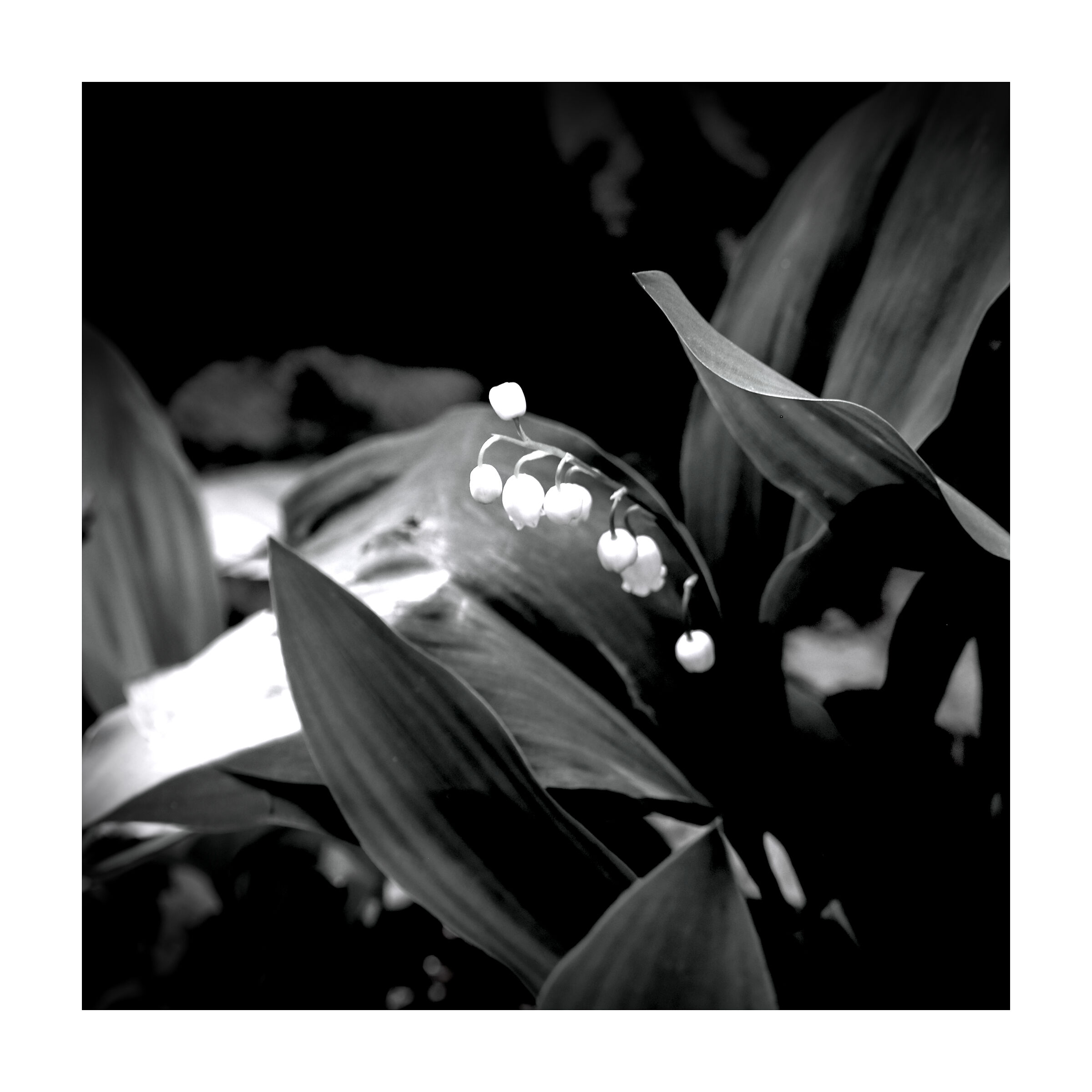 Lily of the valley..