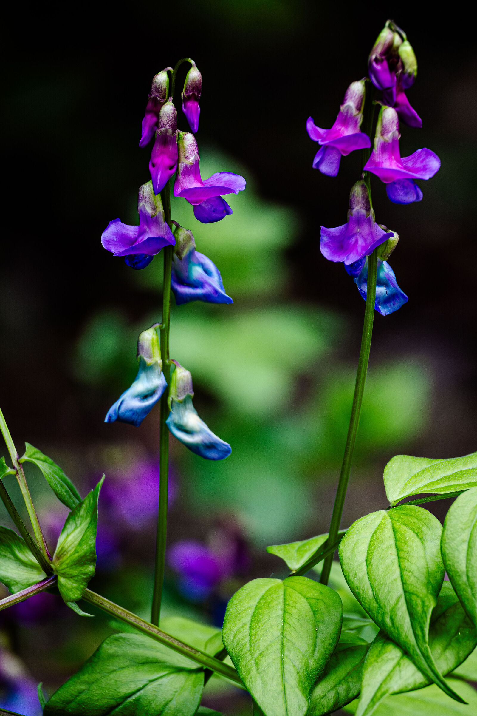 Lathyrus vernus - cicerchia primaticcia