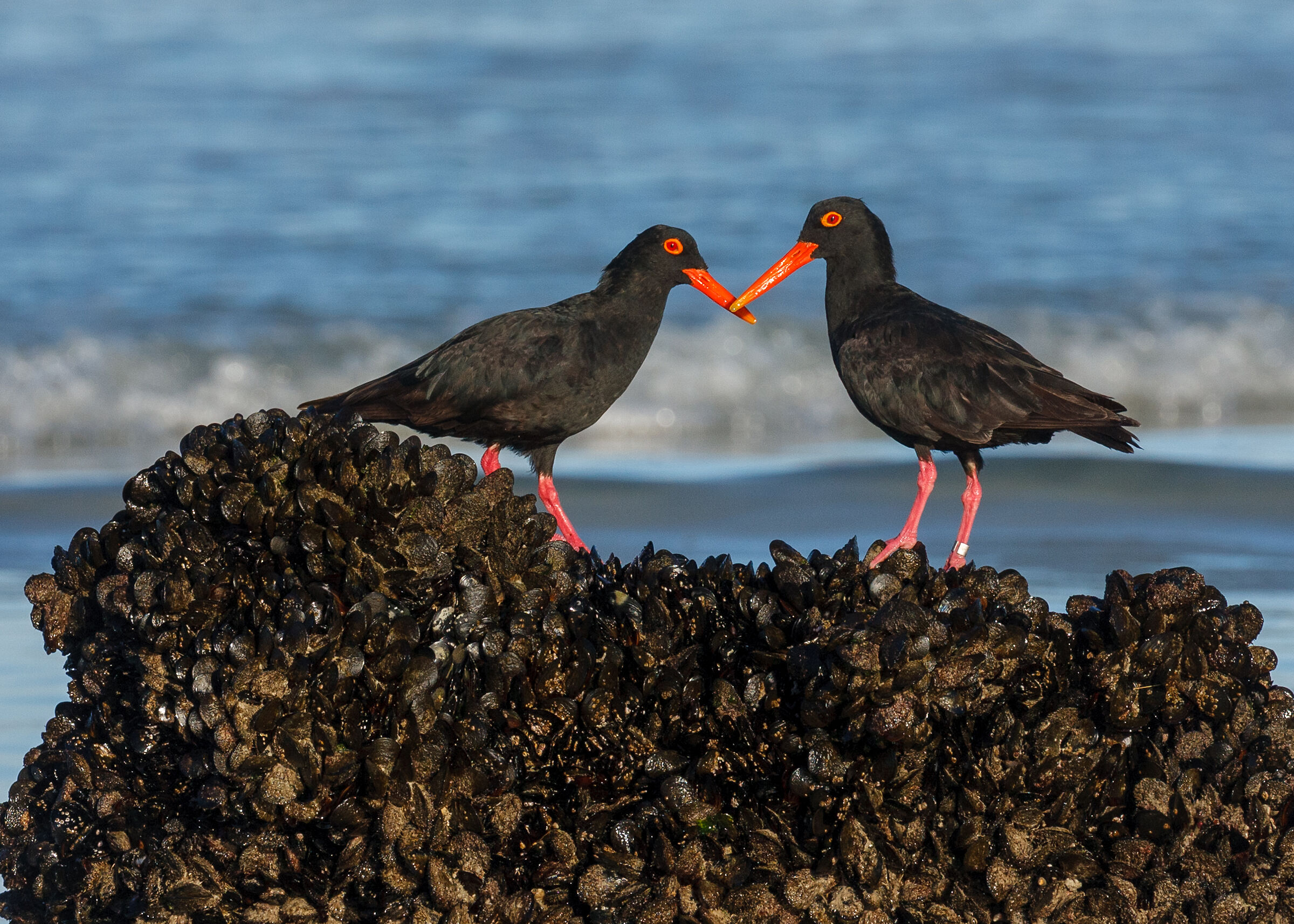 African Oystercatchers