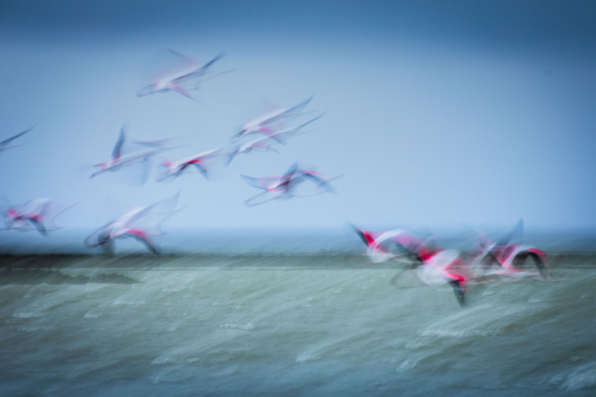 Fenicotteri astratti