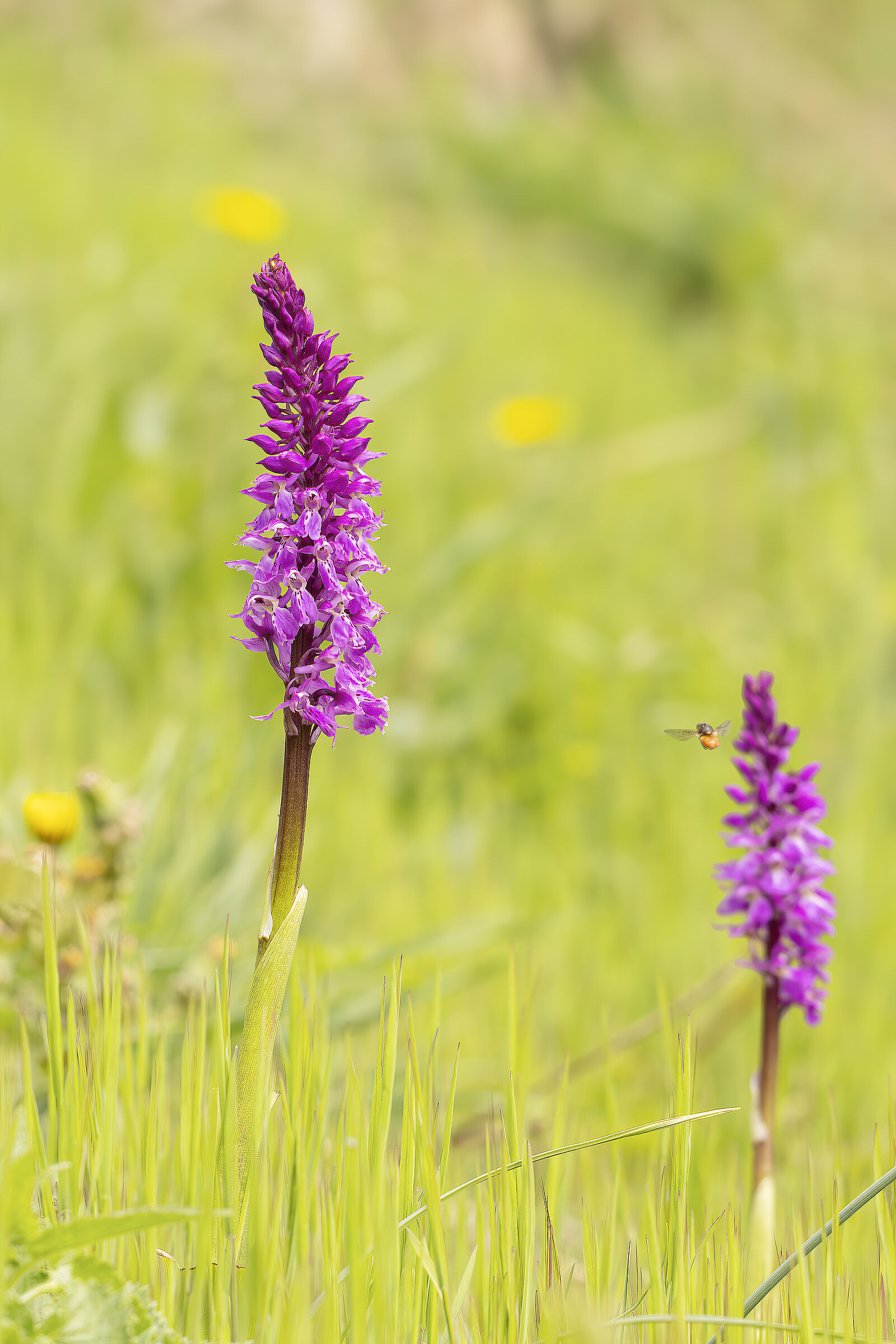 Ibrido di Dactylorhiza maculata