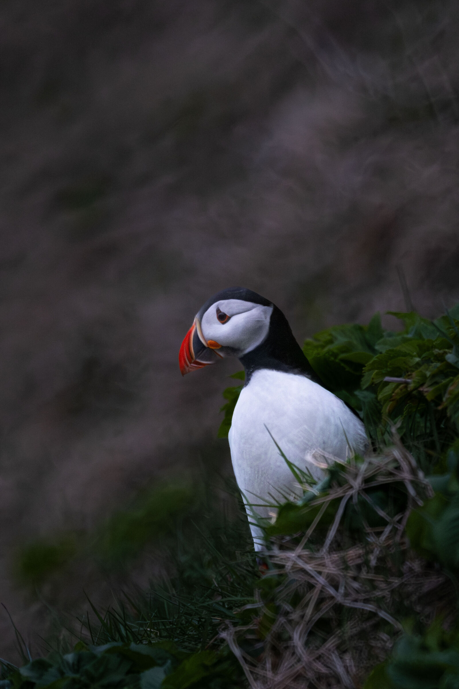 Puffin spotted