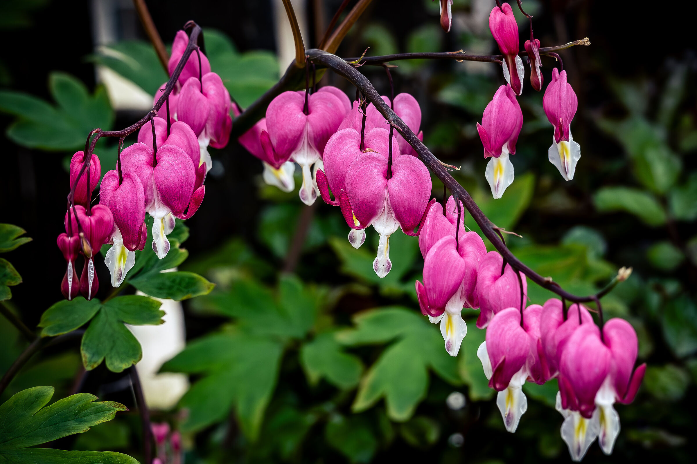 Dicentra spectabilis