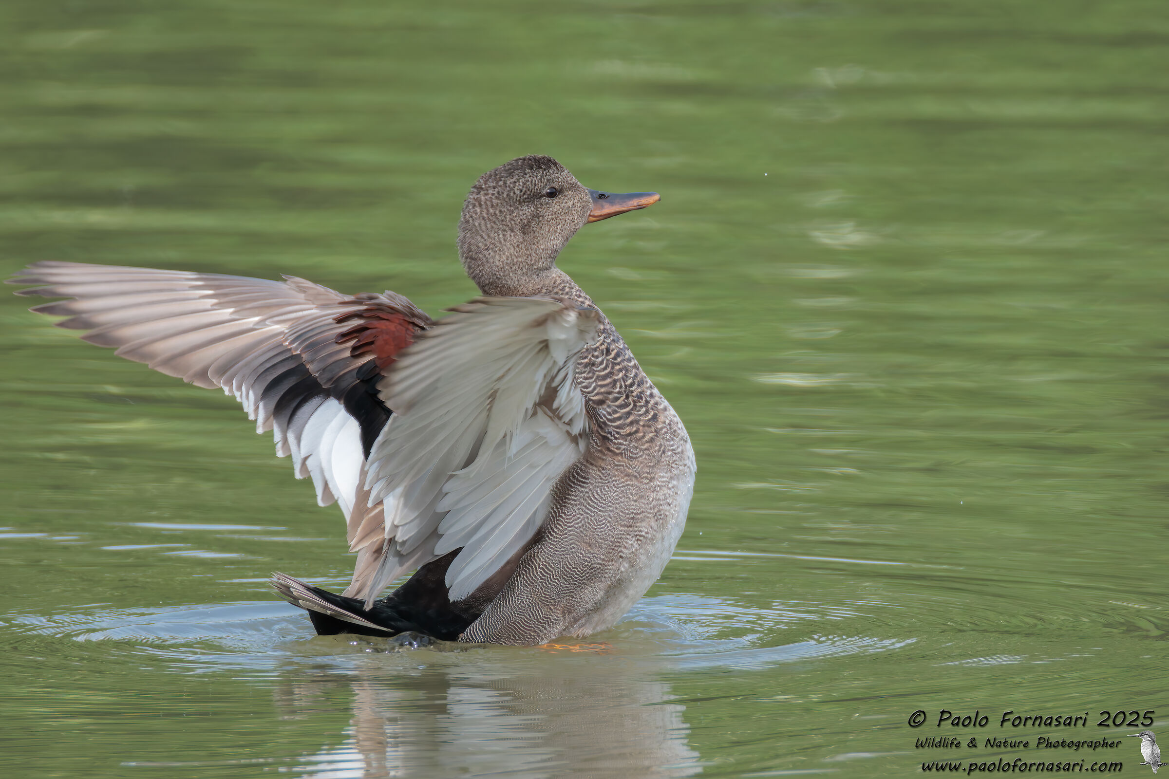 Gadwall (Mareca sterpera)