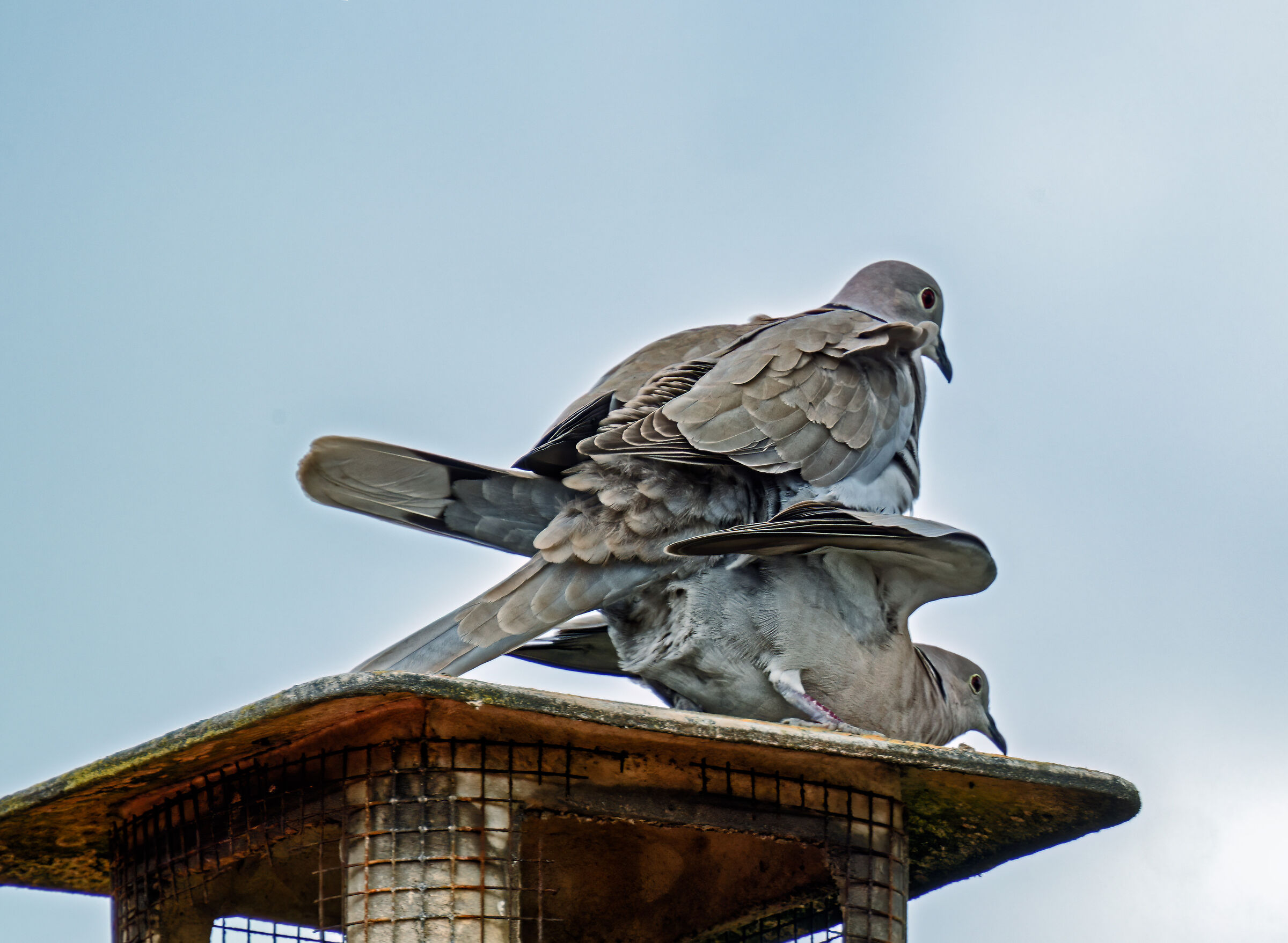 Anche le tortote lo fanno!