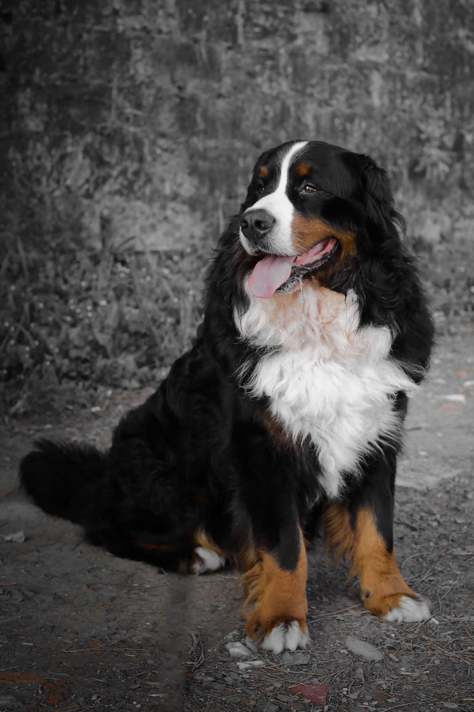 Old-fashioned Bo