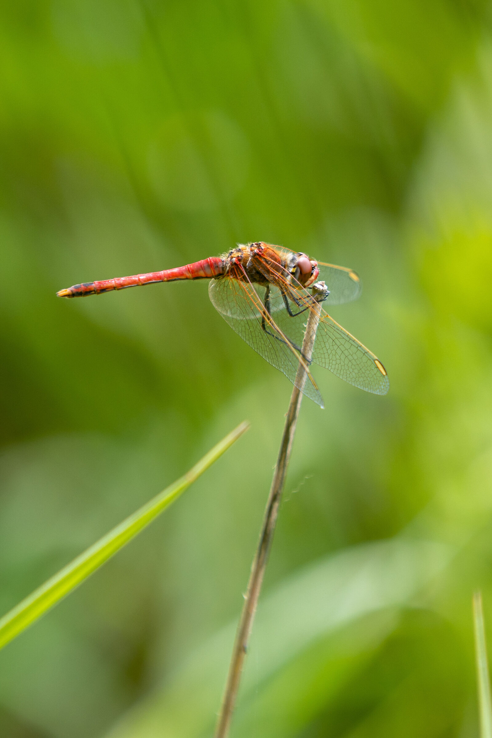 libellula