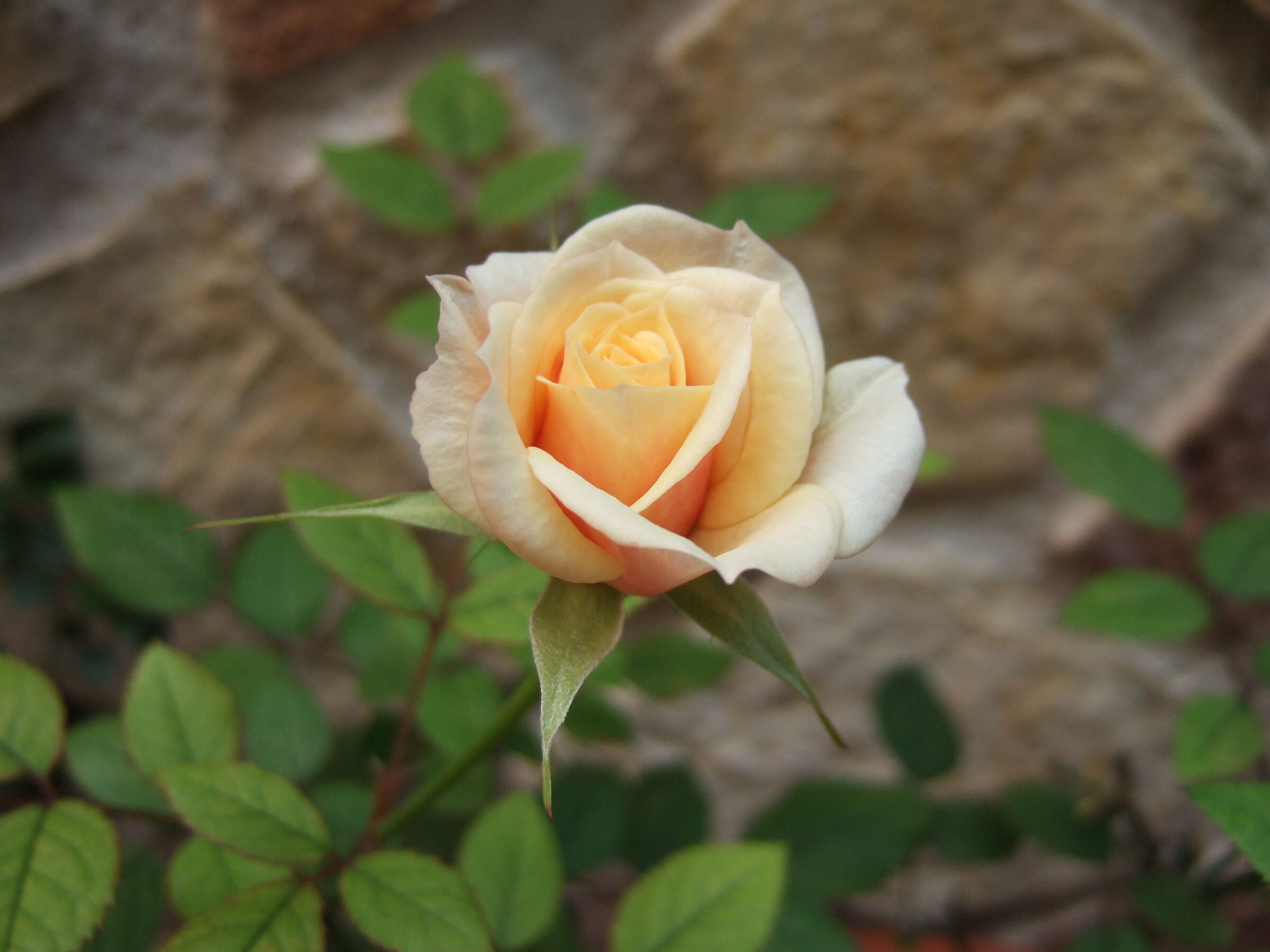 Rosellina