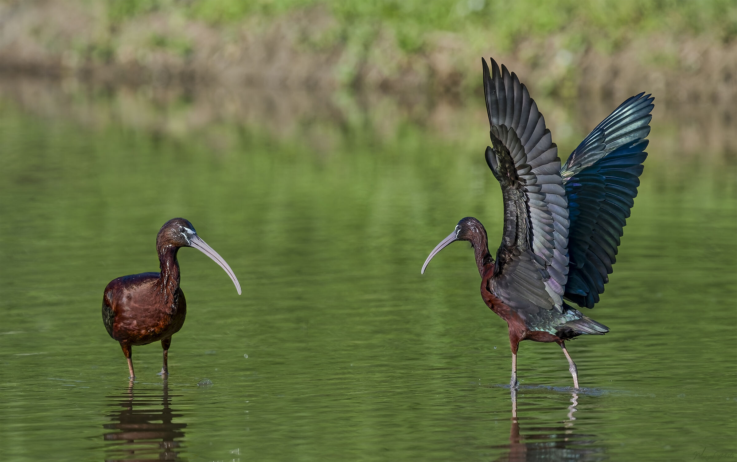 Glossy Ibises
