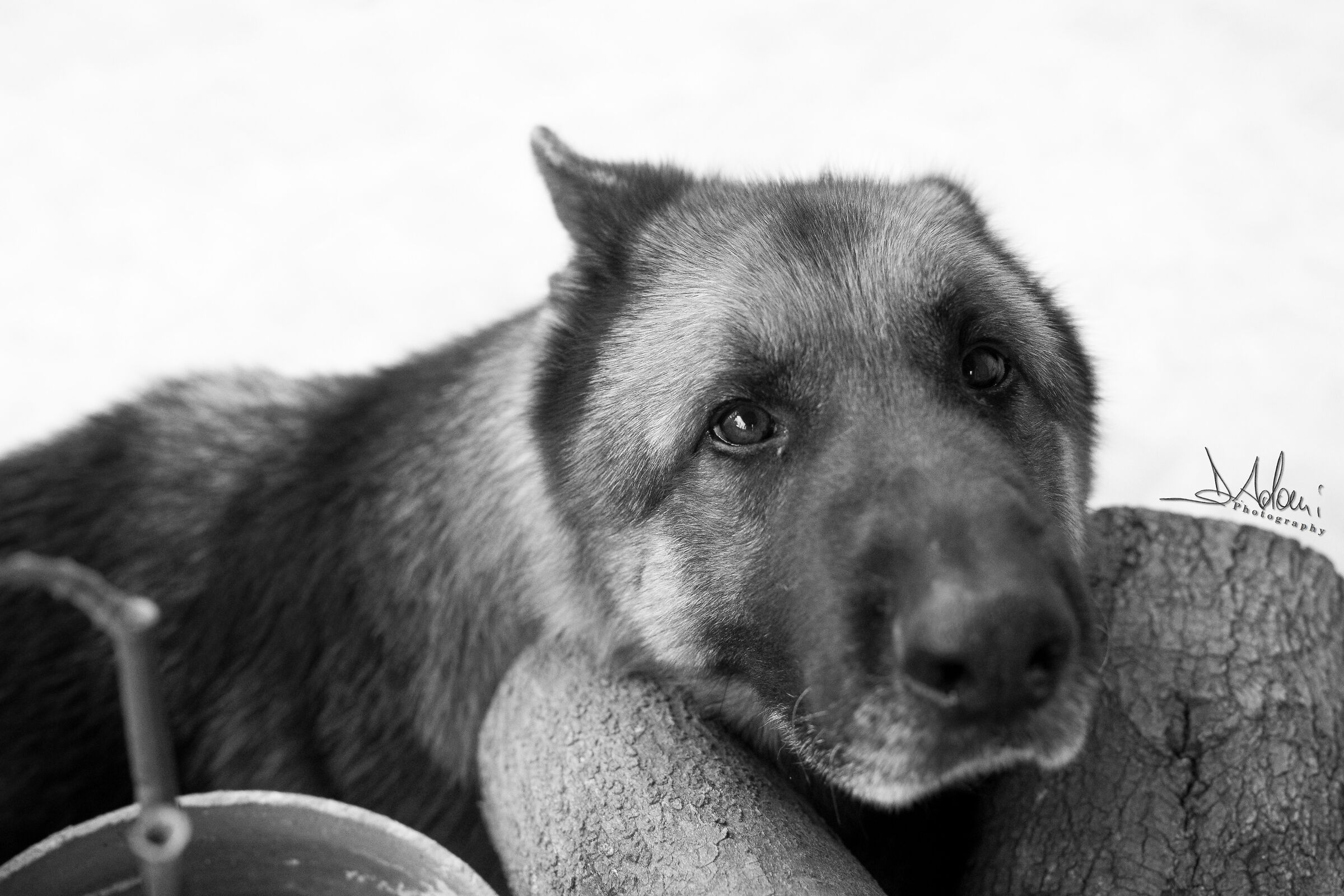 German Shepherd - Obby