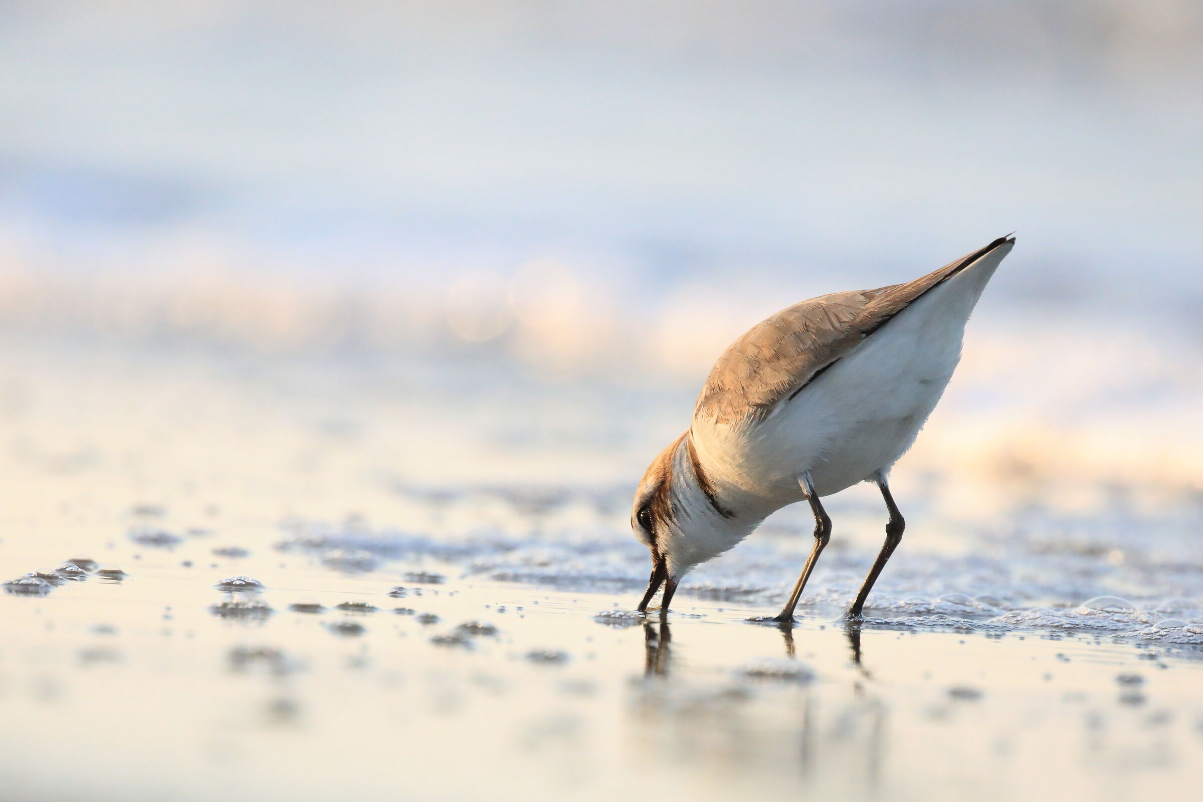 Kentish plover