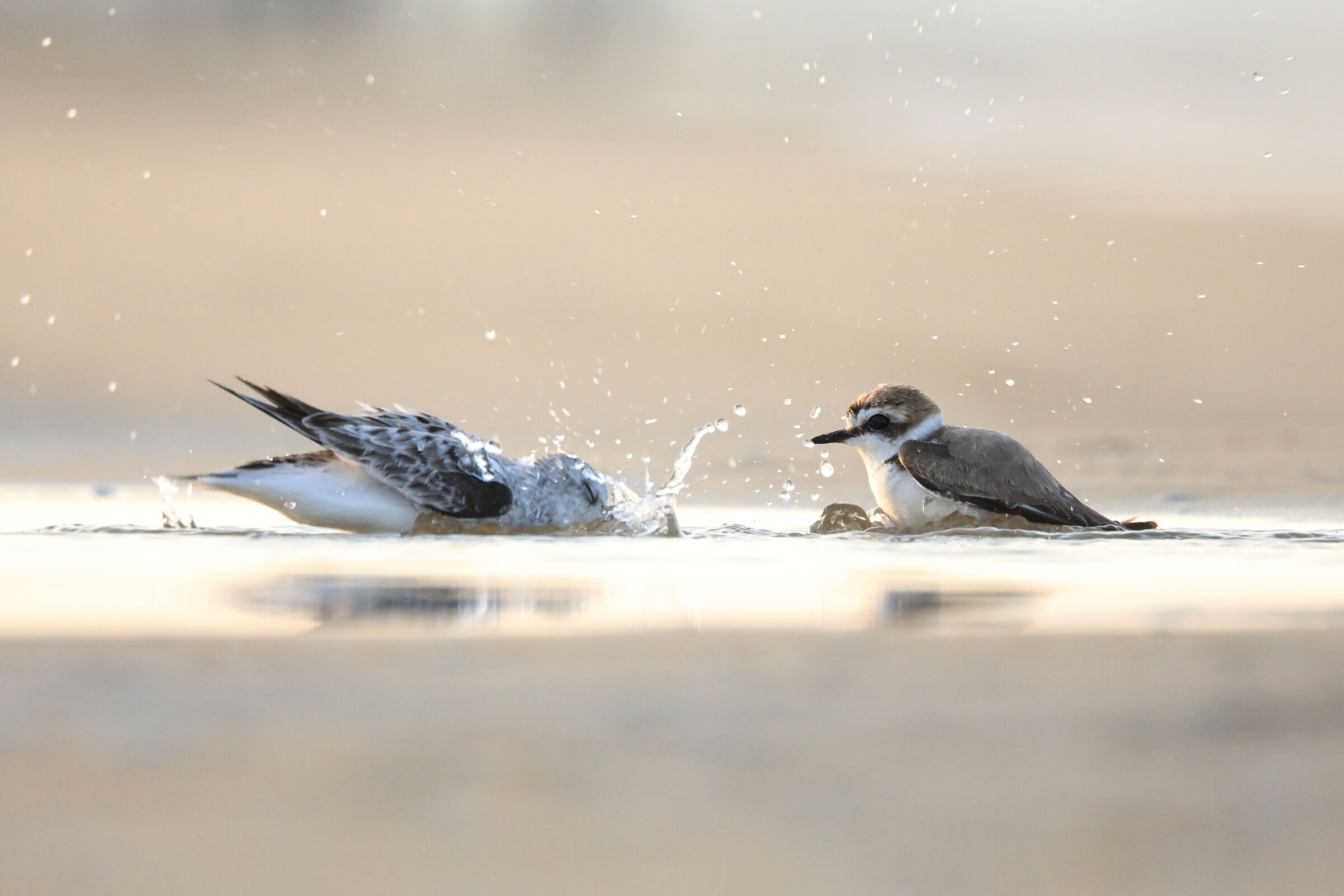 Sandpiper and Kentish plover
