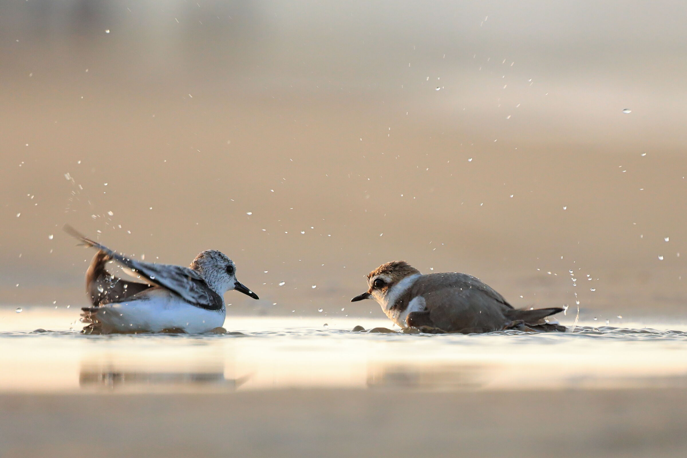 Sandpiper and Kentish plover 3