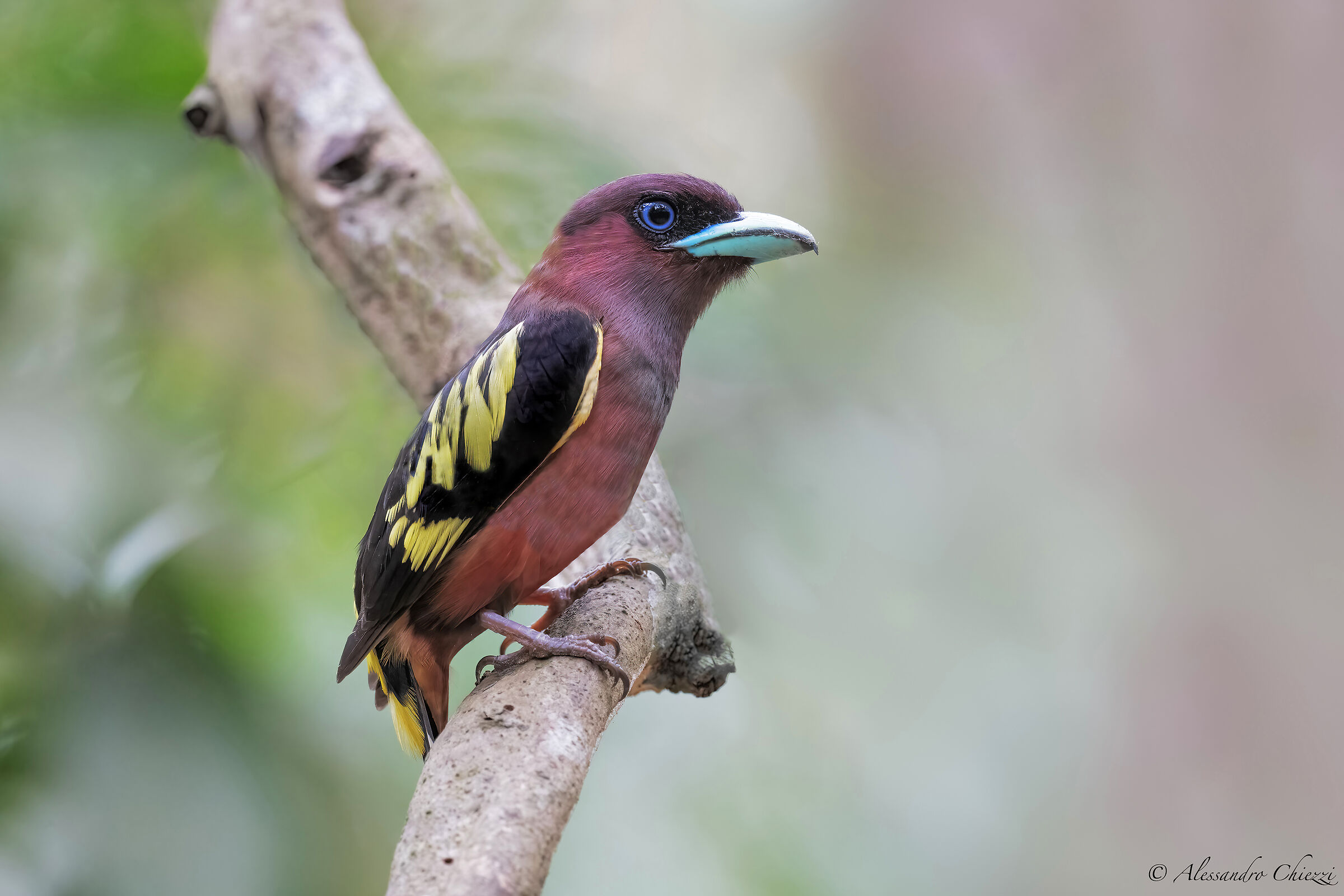 Java Broadbill