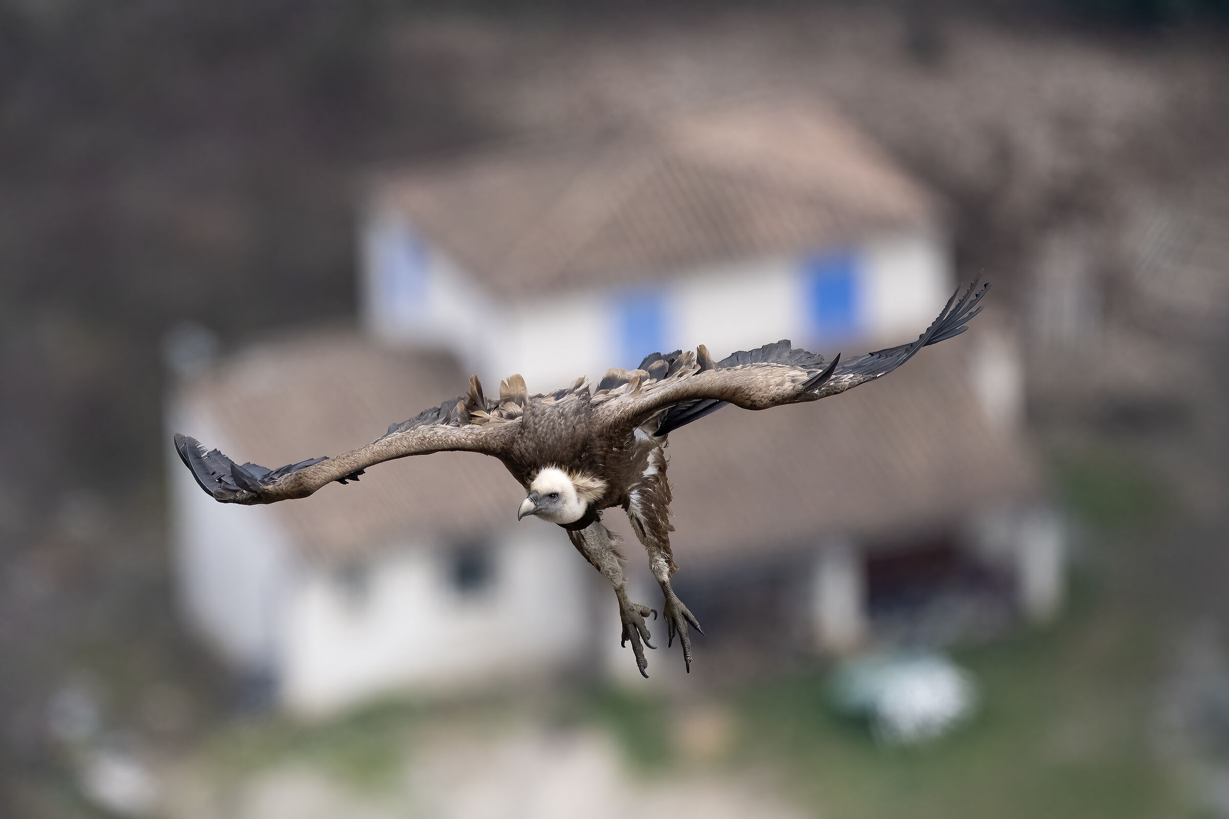 Griffin - Barronies Provencal