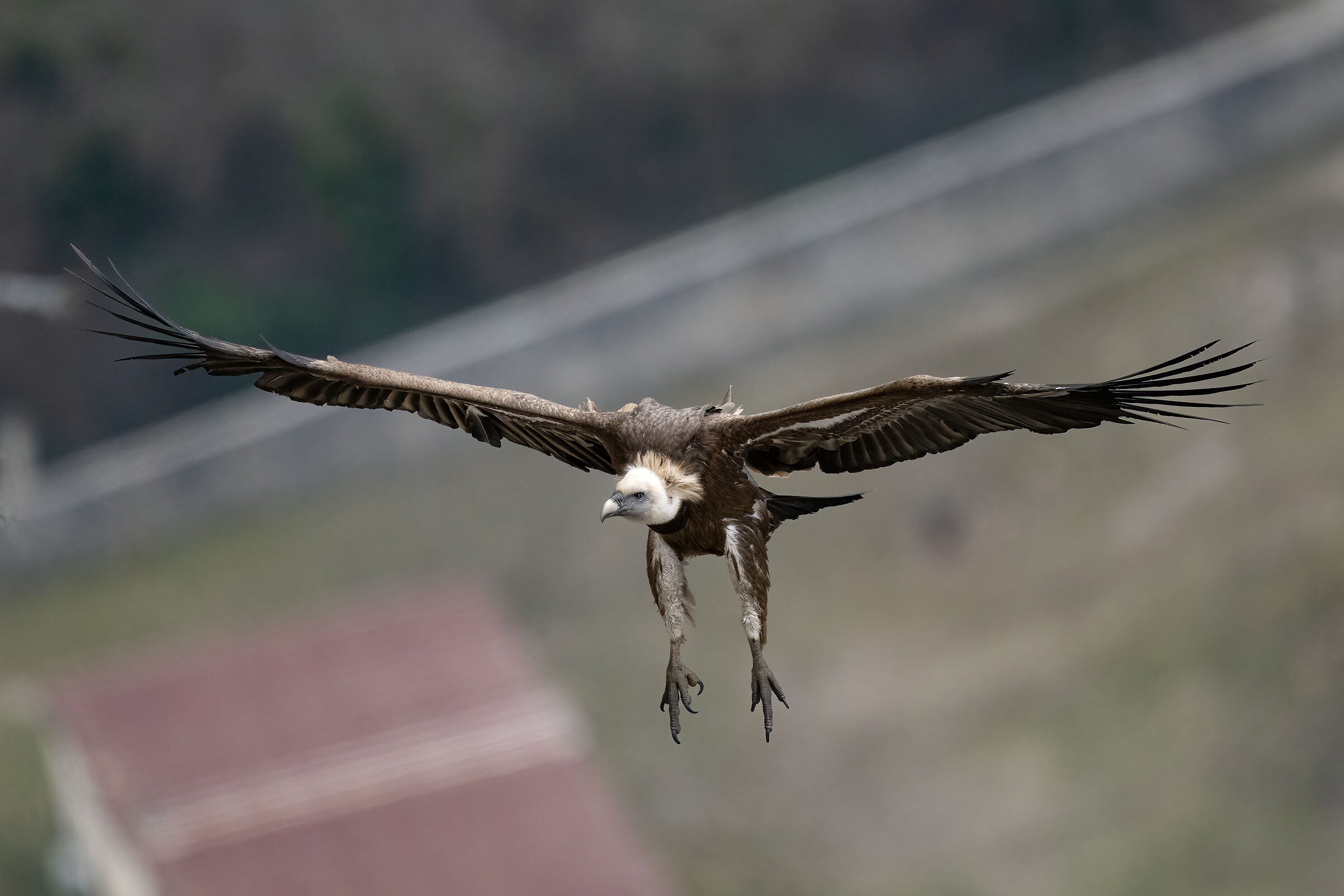 Griffin - Barronies Provencal
