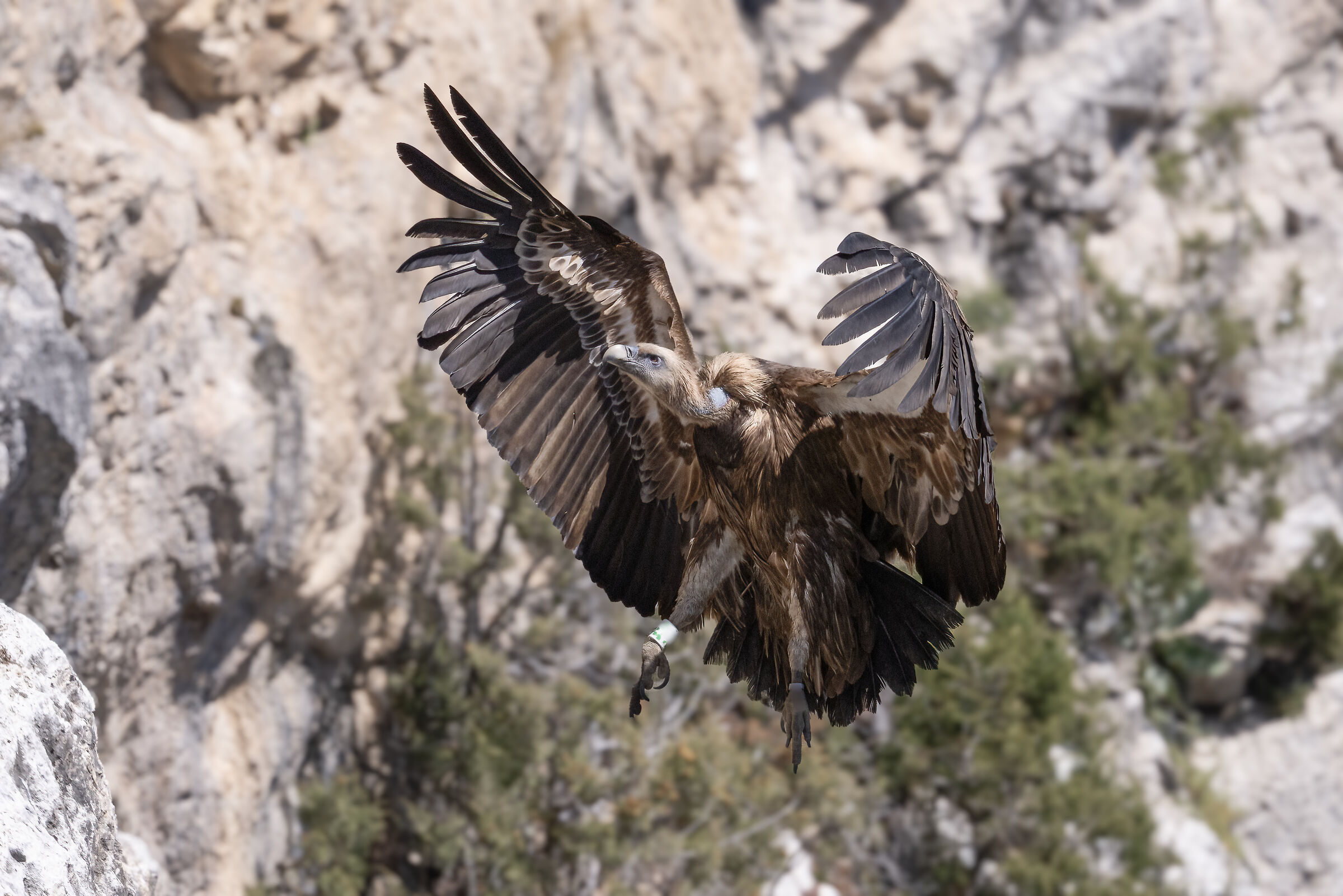 Griffin - Barronies Provencal