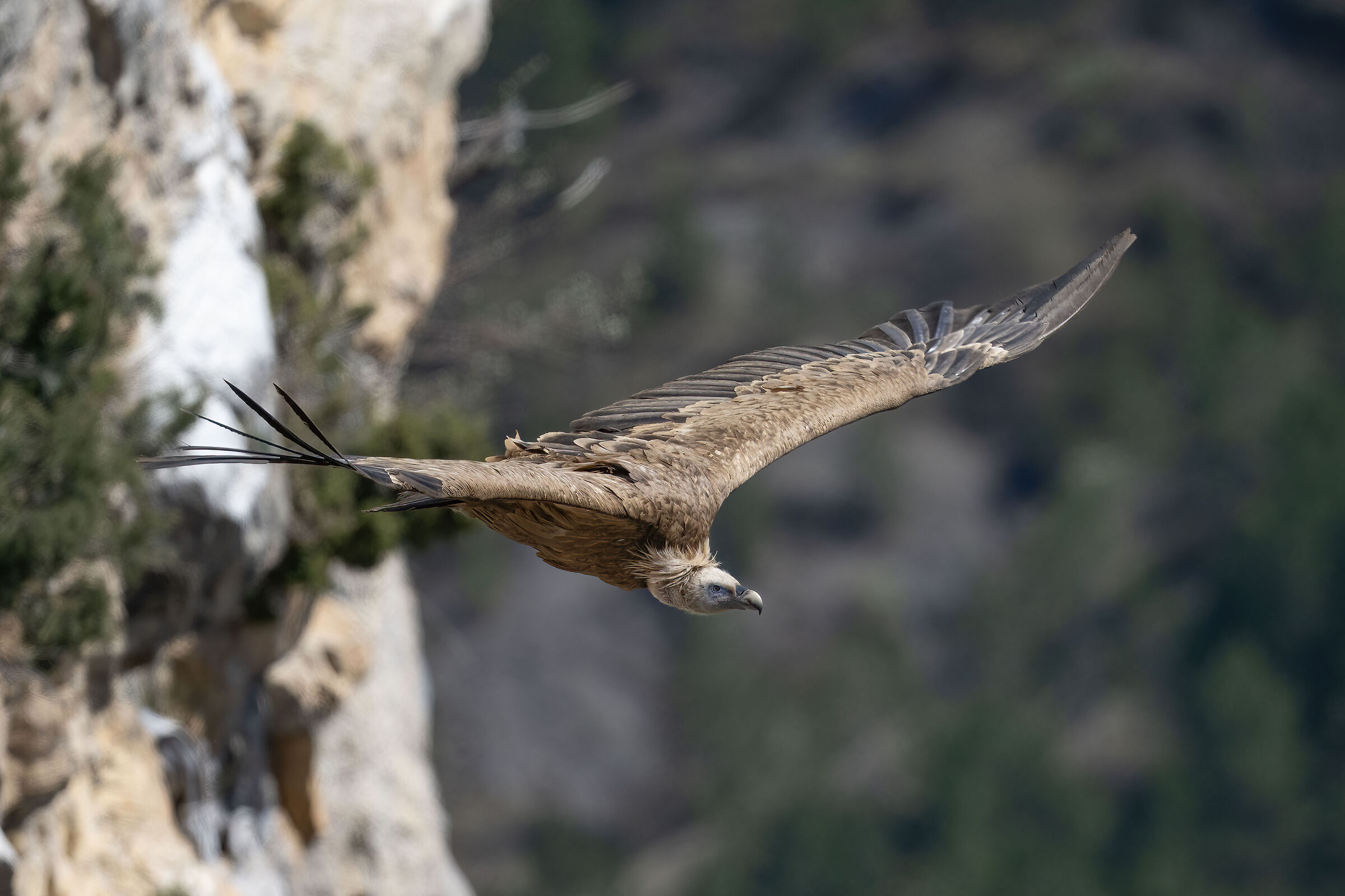 griffon vulture - Barronies Provencal