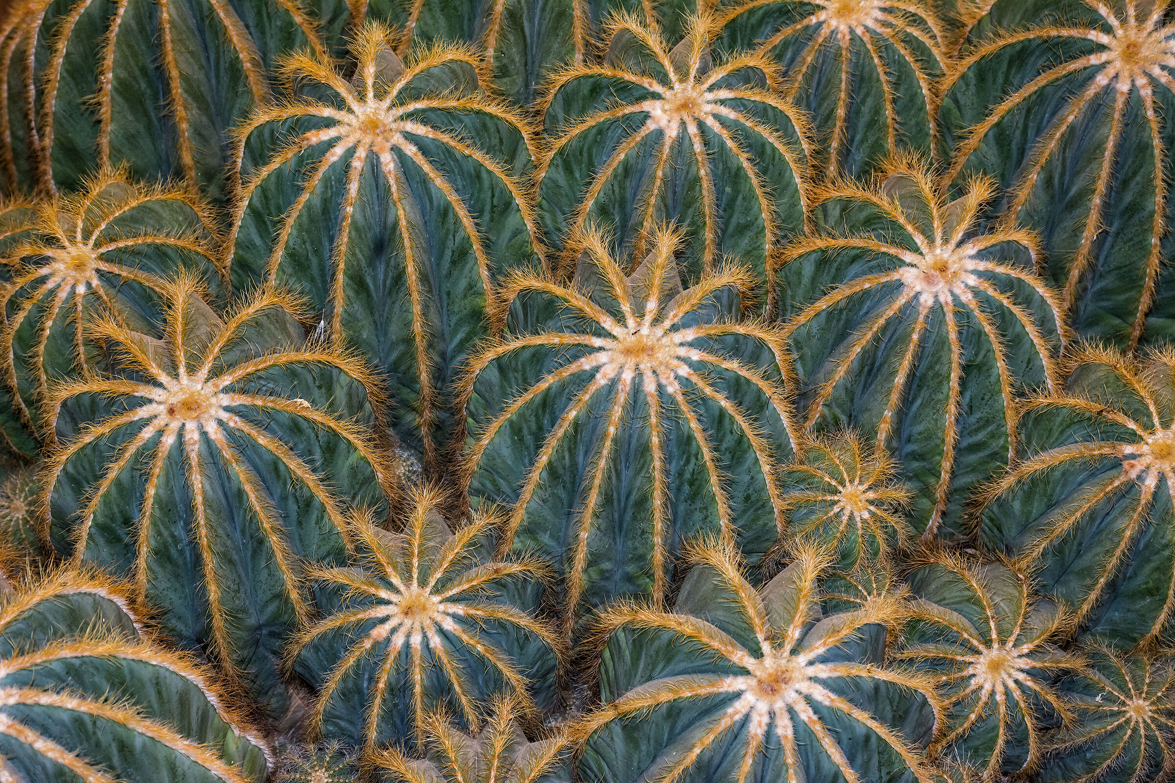 Geometria di piante grasse