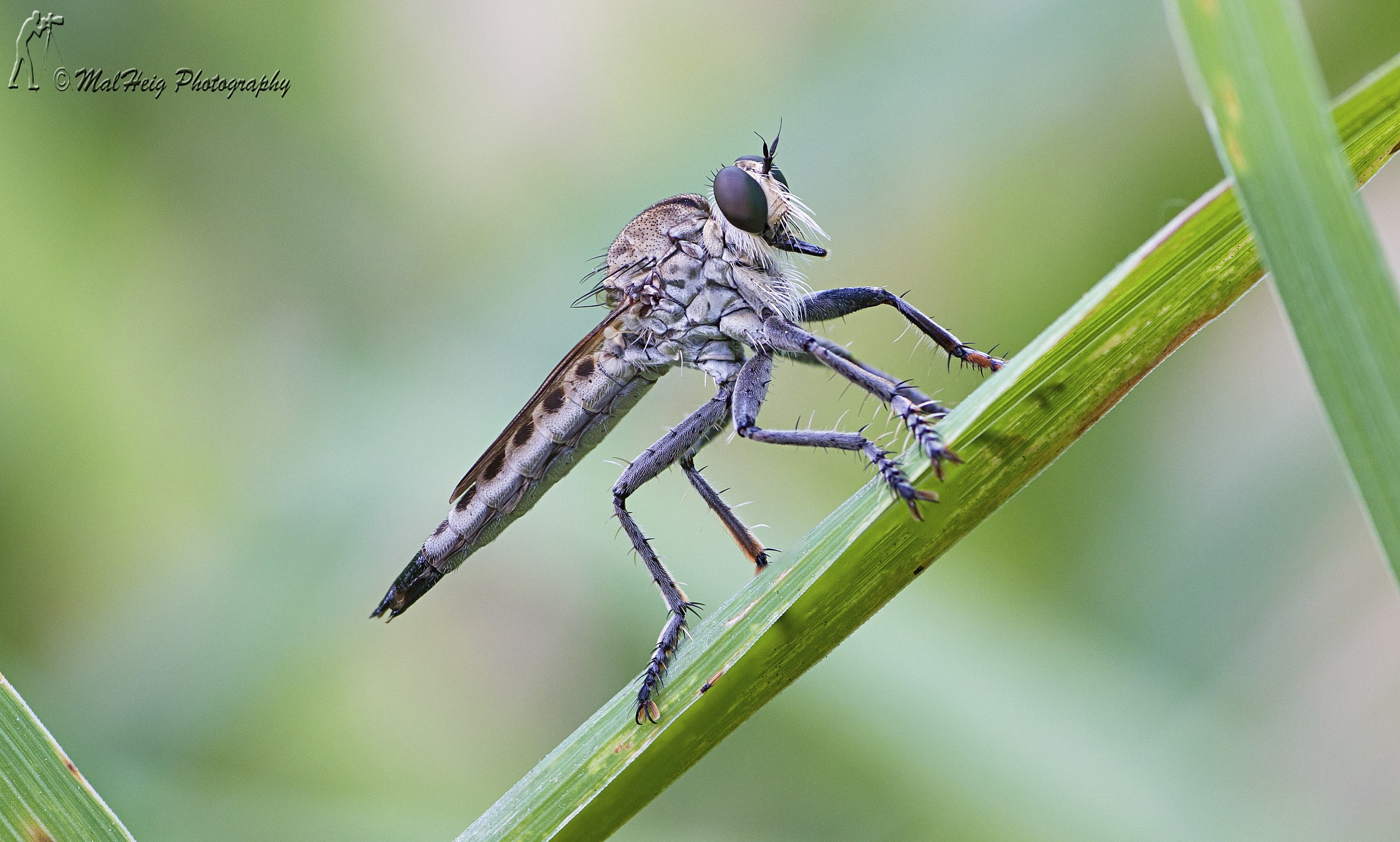 Asilidae (Assasin fly)