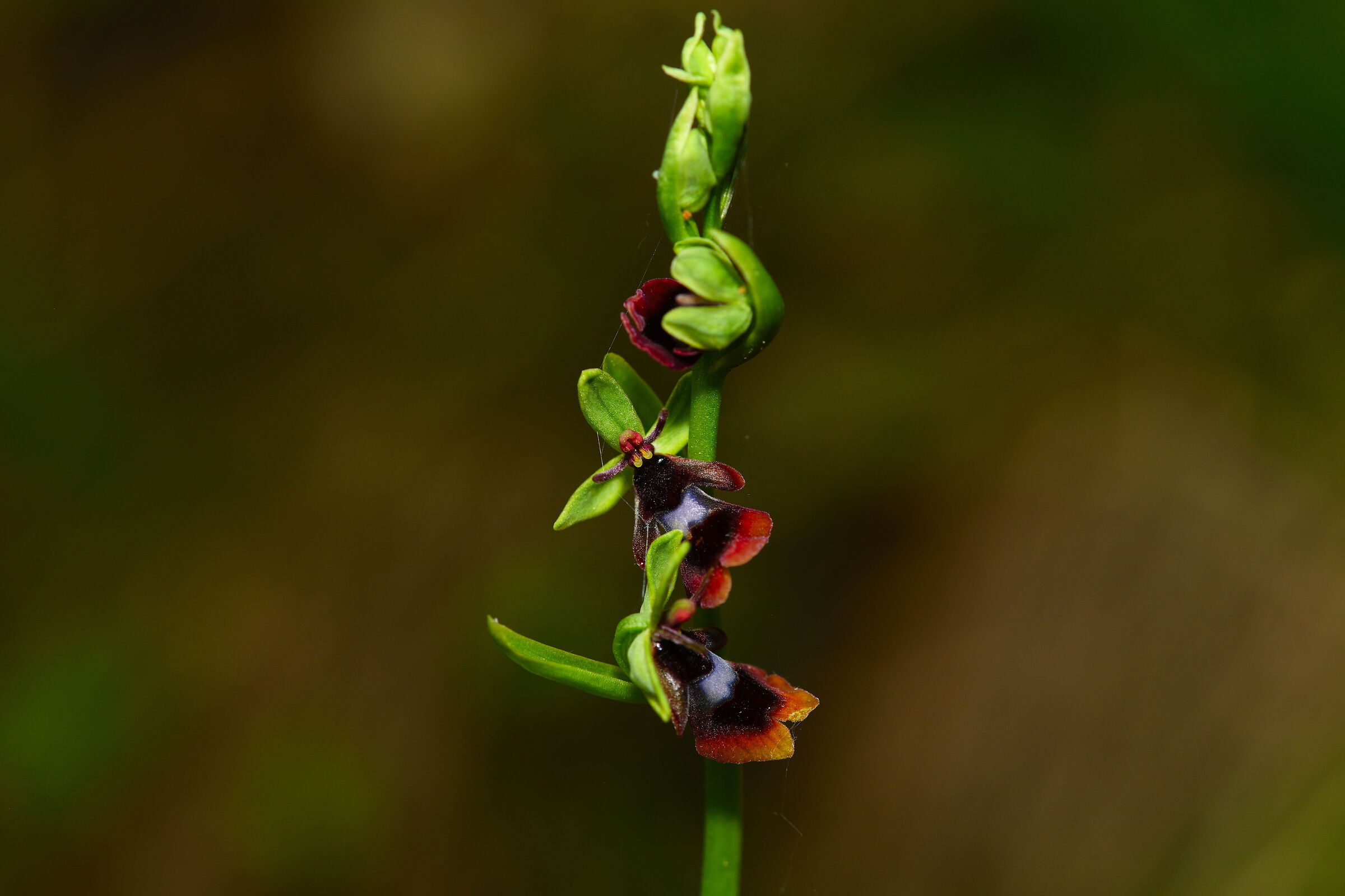 Ophrys Insectifera , side A