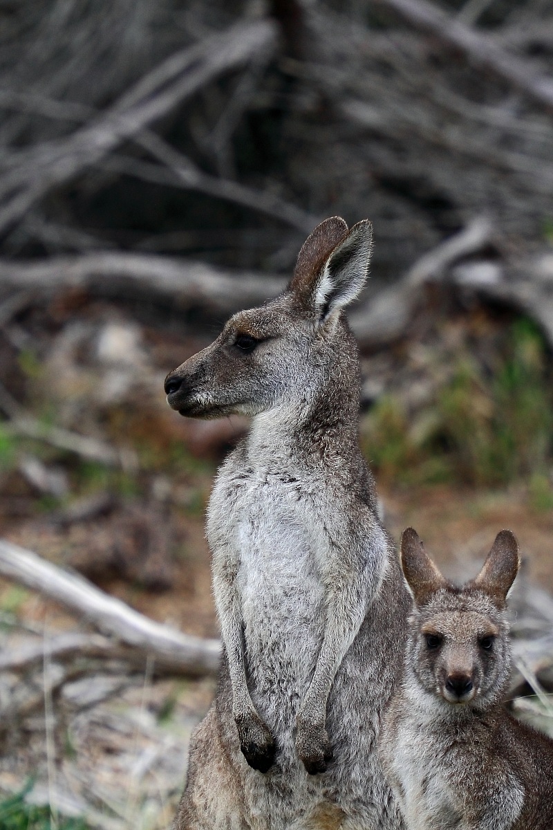 Kangaroo and joey