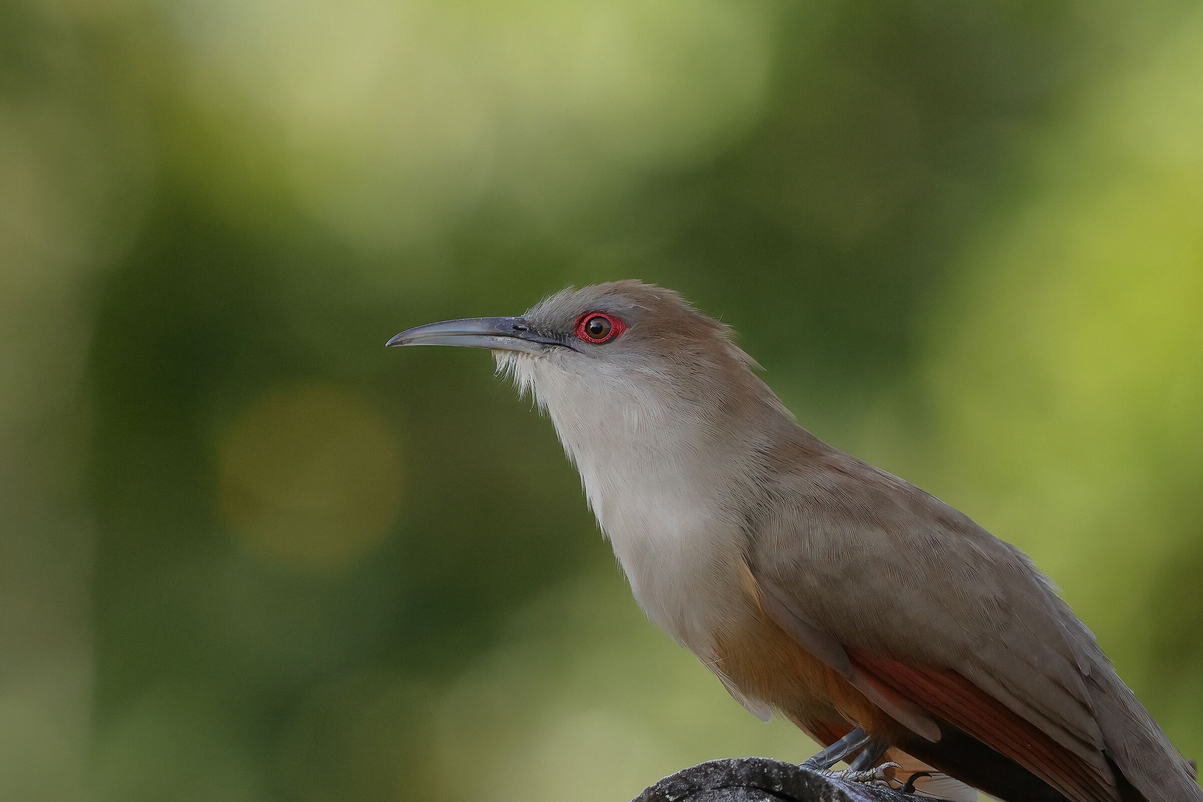 Cuckoo Greater Lizard
