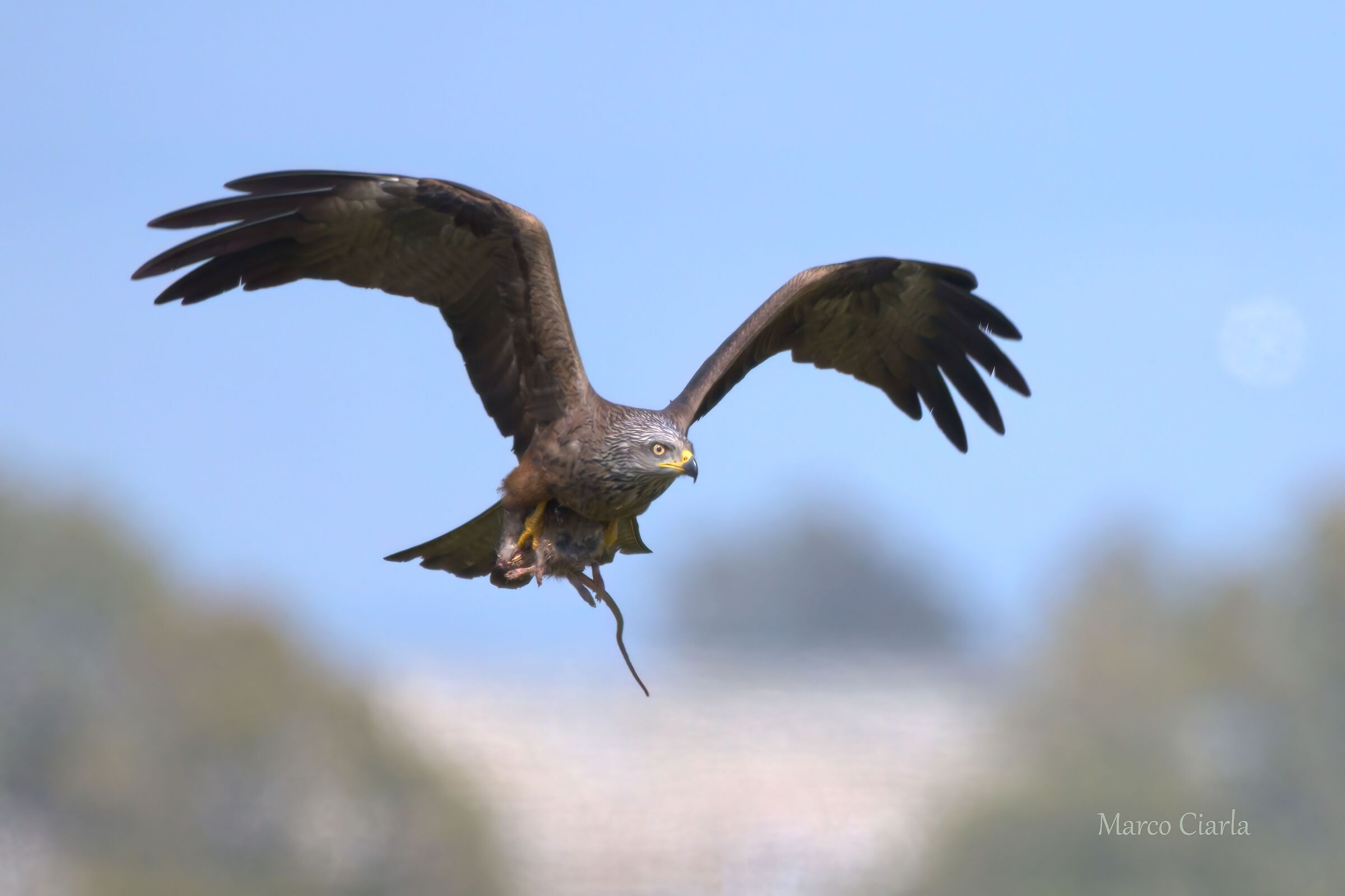 Black Kite (Milvus migrans) with prey