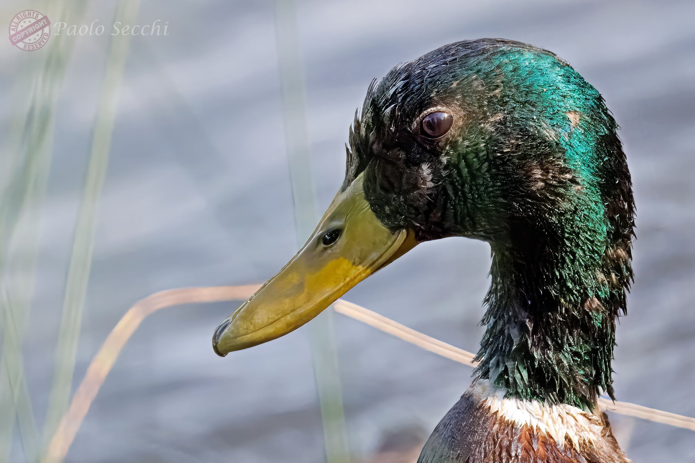 Mallard portrait