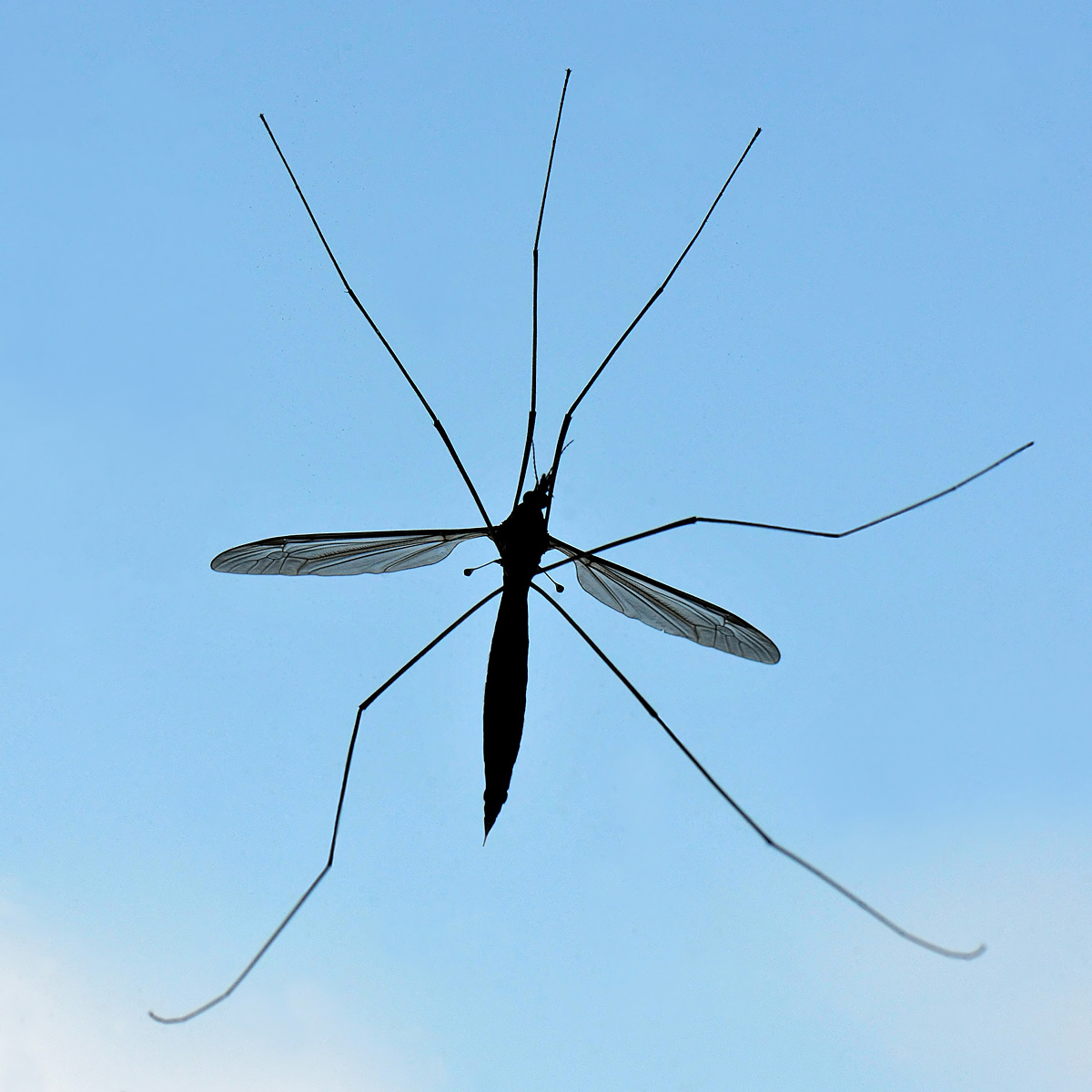 Tipula