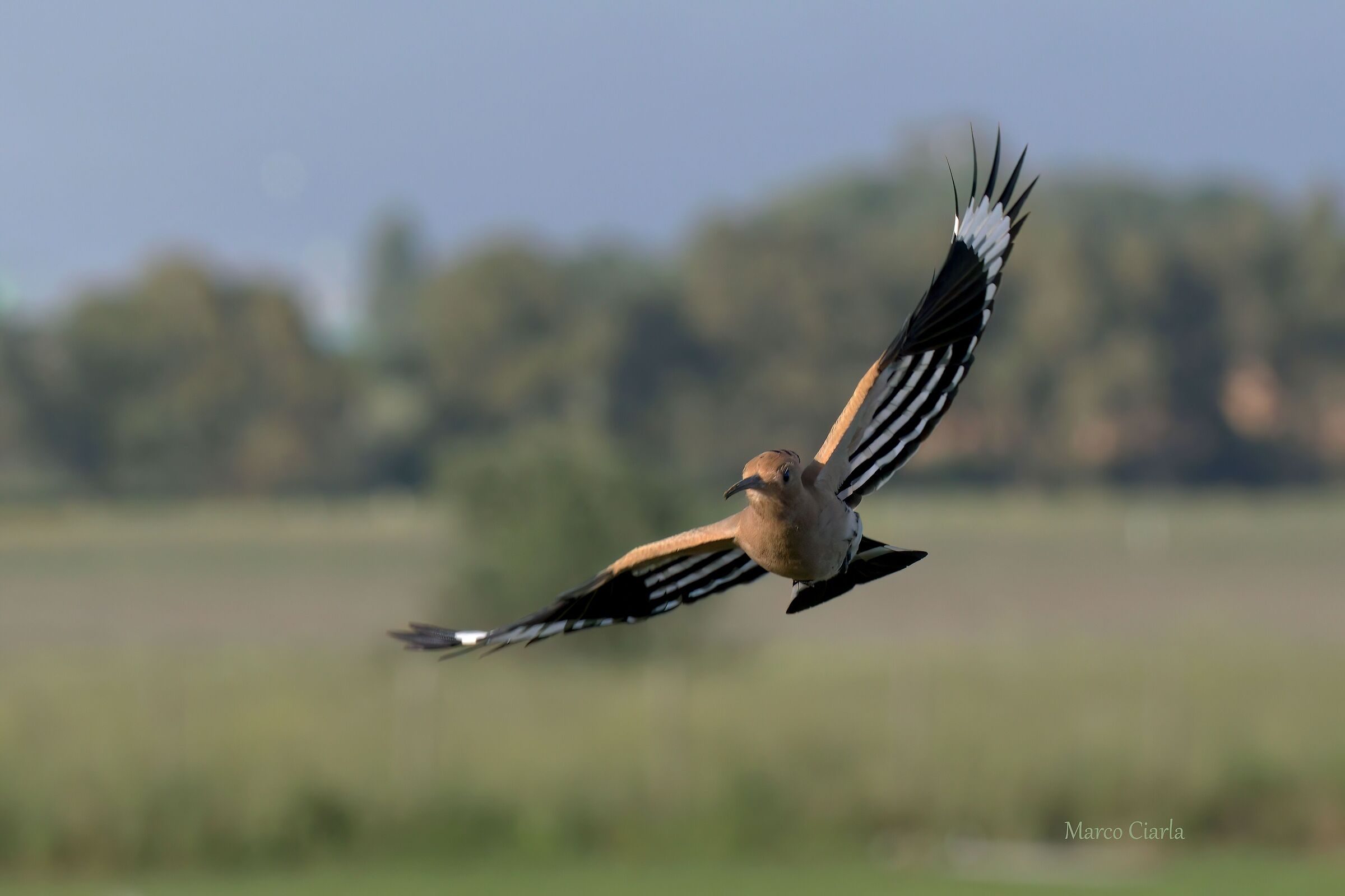 Hoopoe (Upupa epops)