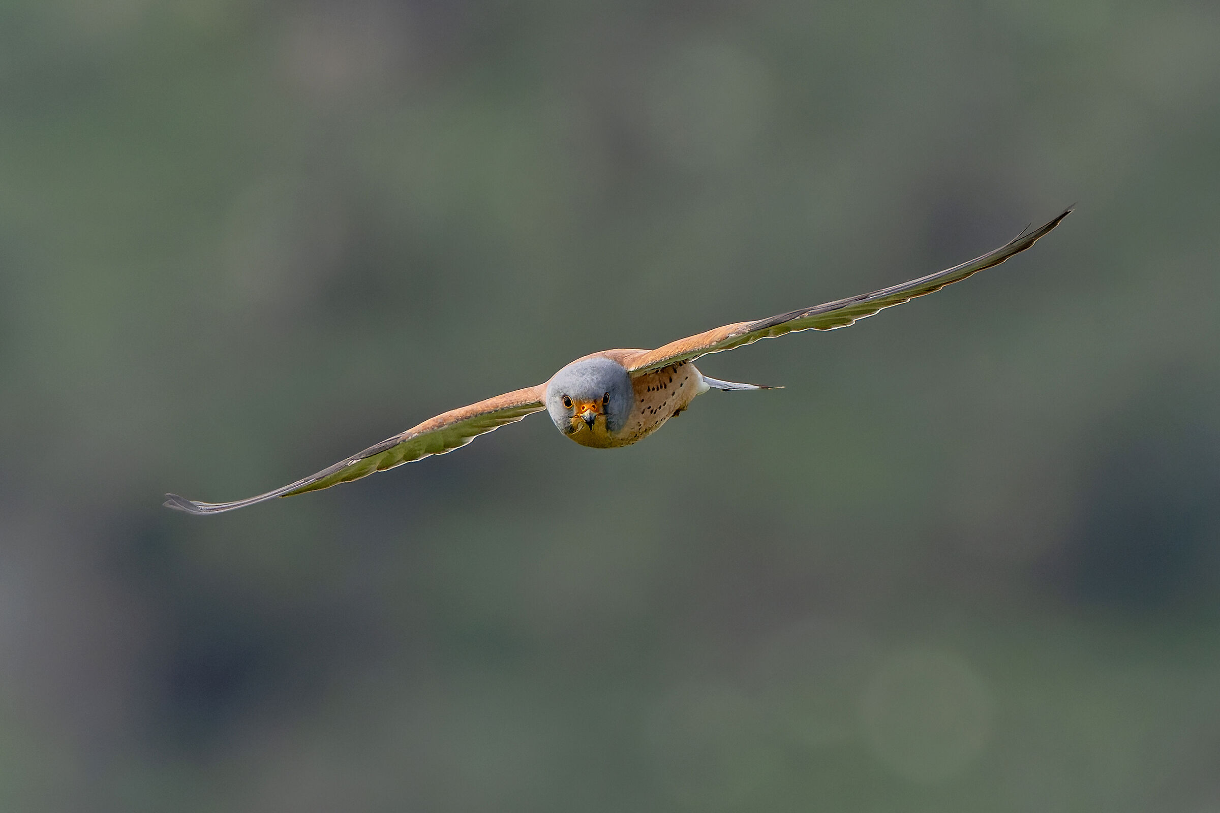 Lesser Kestrel
