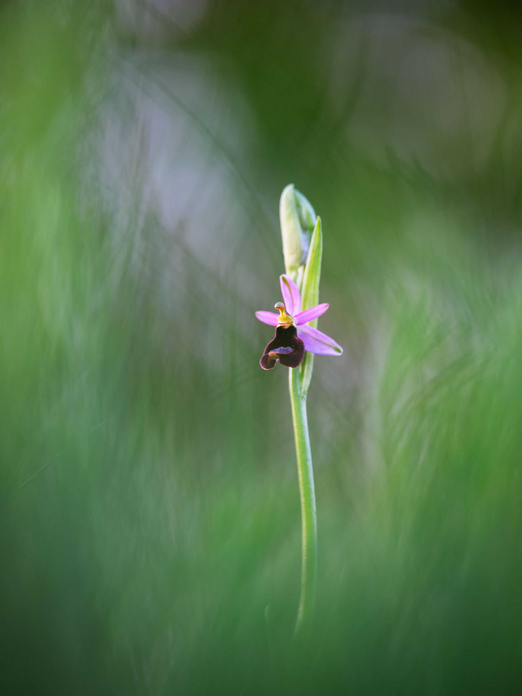 Ophrys bertolonii