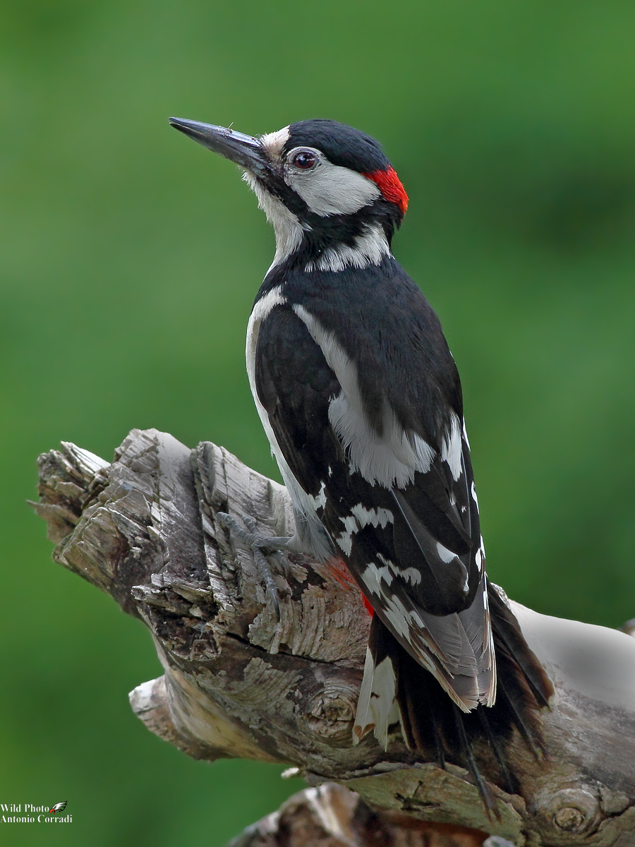 Picchio Rosso Maschio