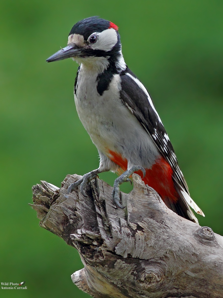 Picchio Rosso Maschio