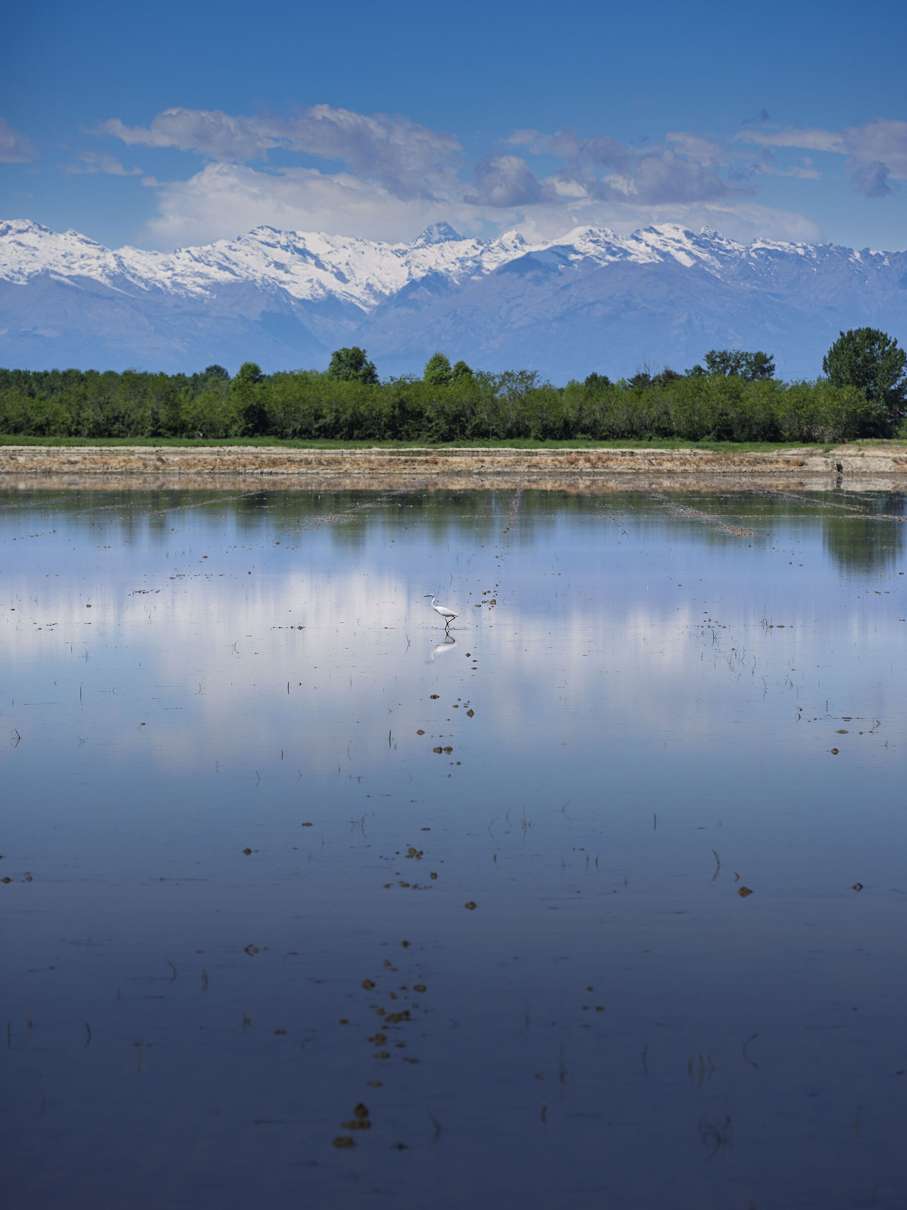 Vercelli - Risaie e Airone
