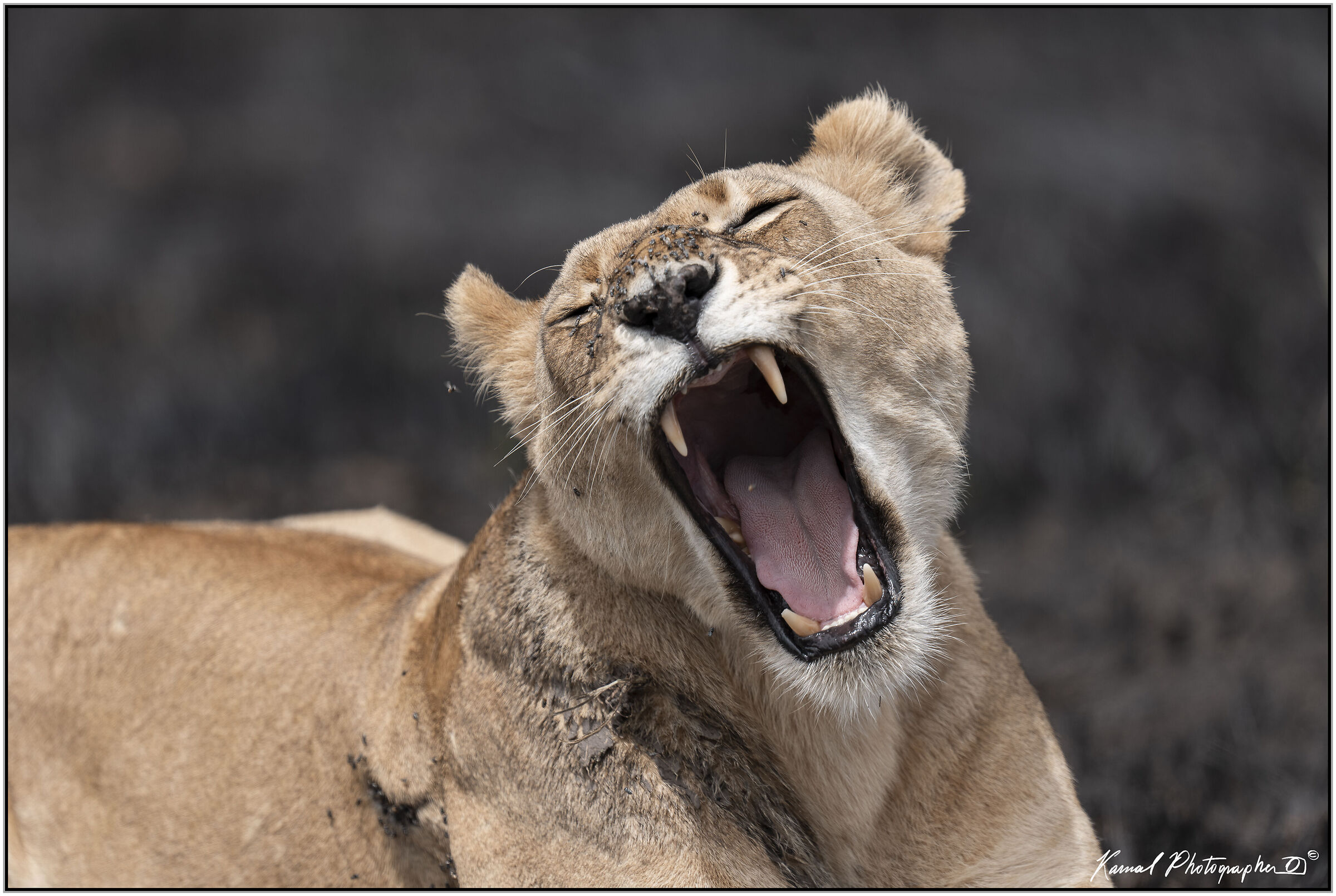 Panthera leo