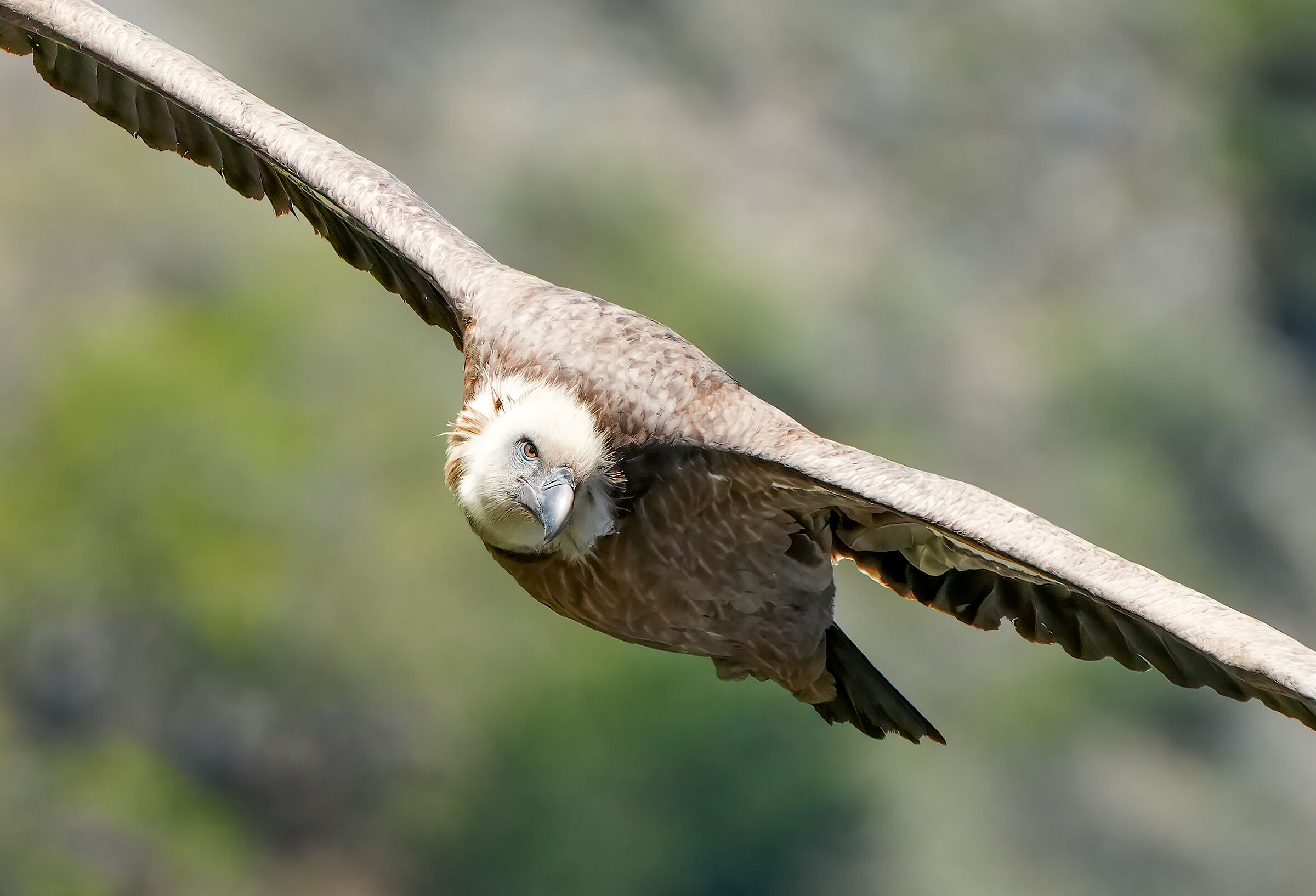 Lo sguardo del Grifone