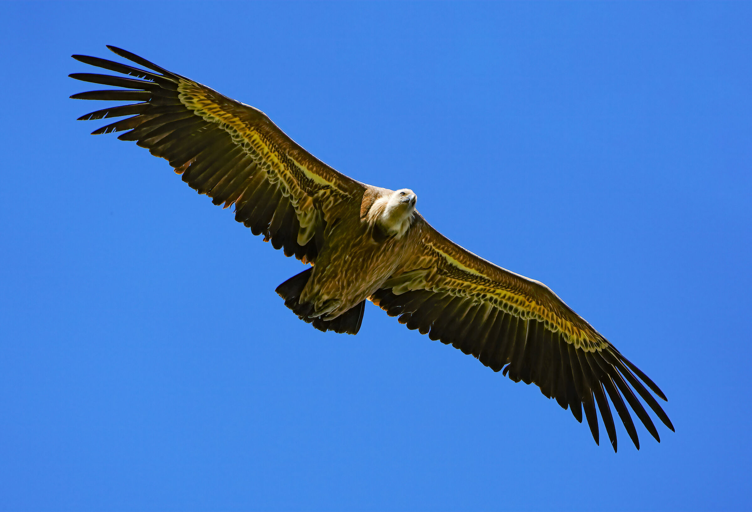 Griffon vulture