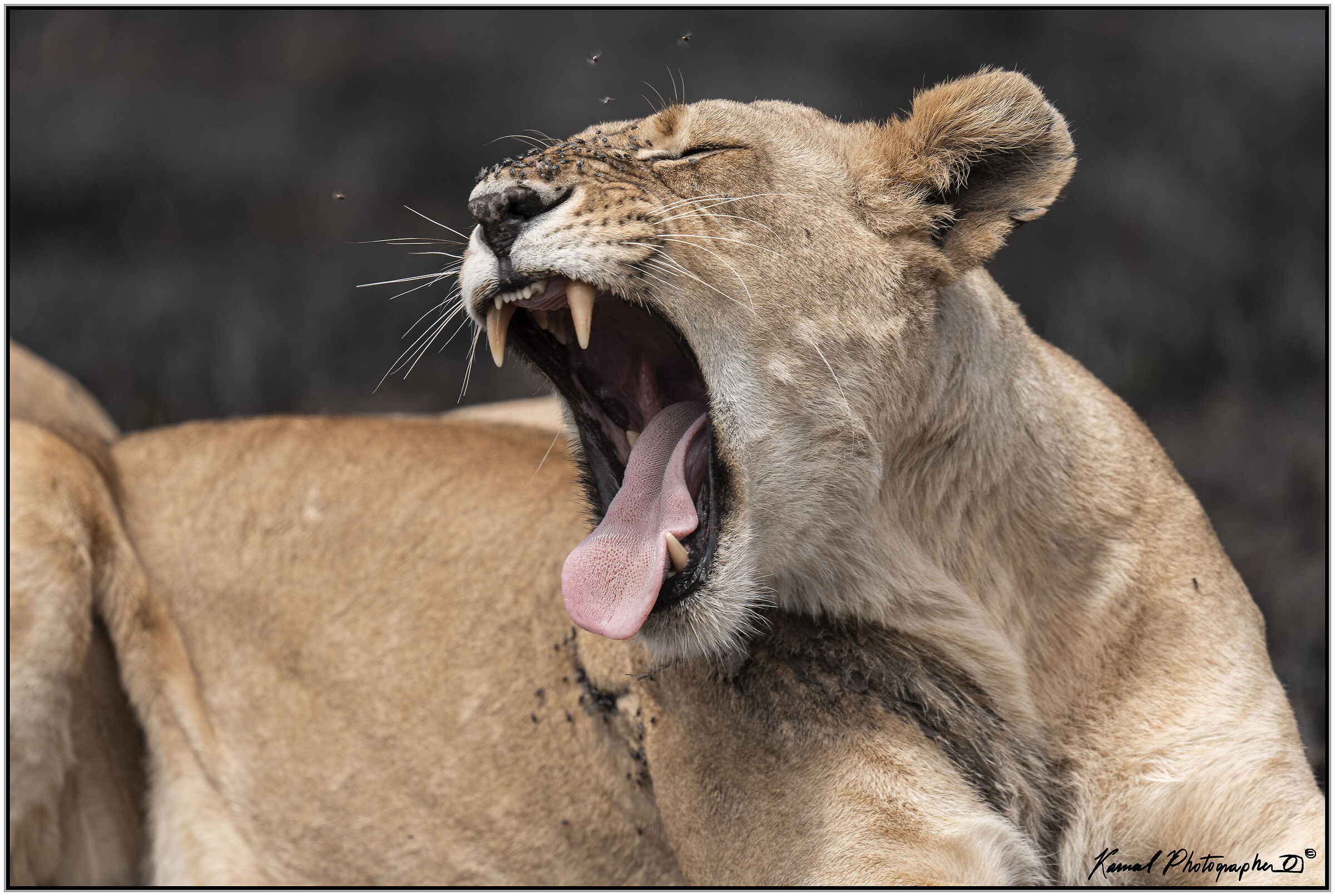 Panthera leo