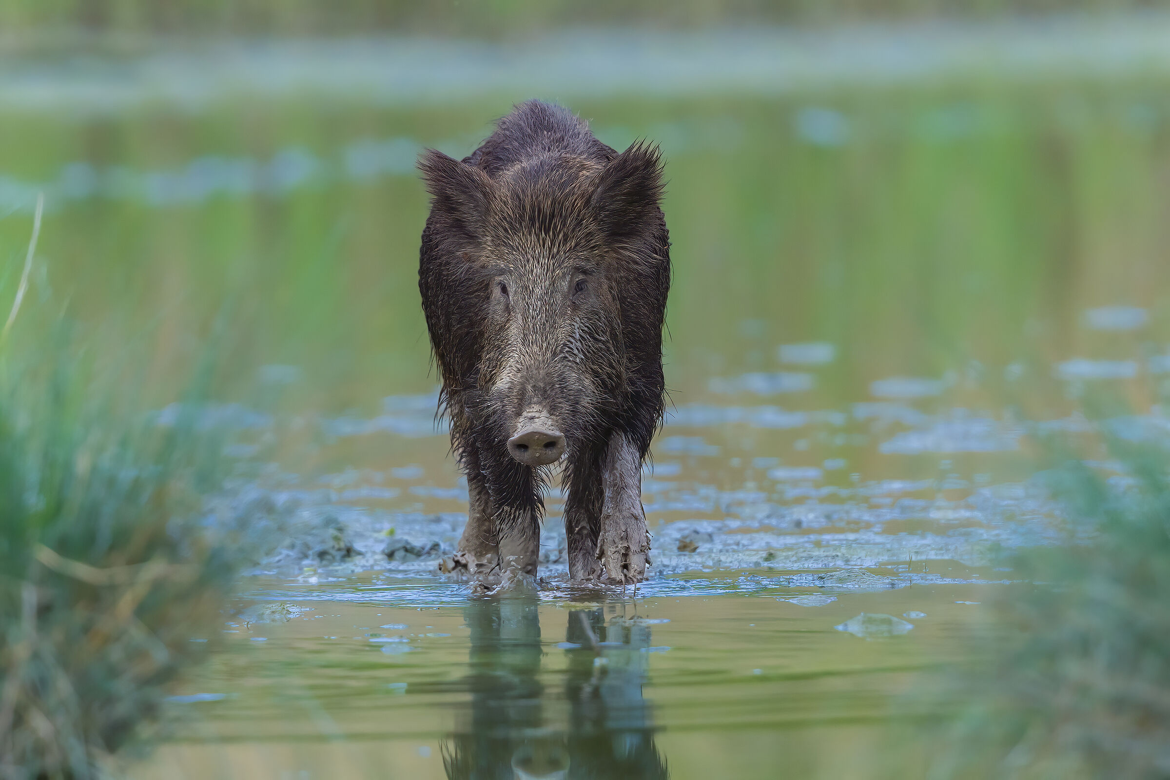 cinghiale al passo