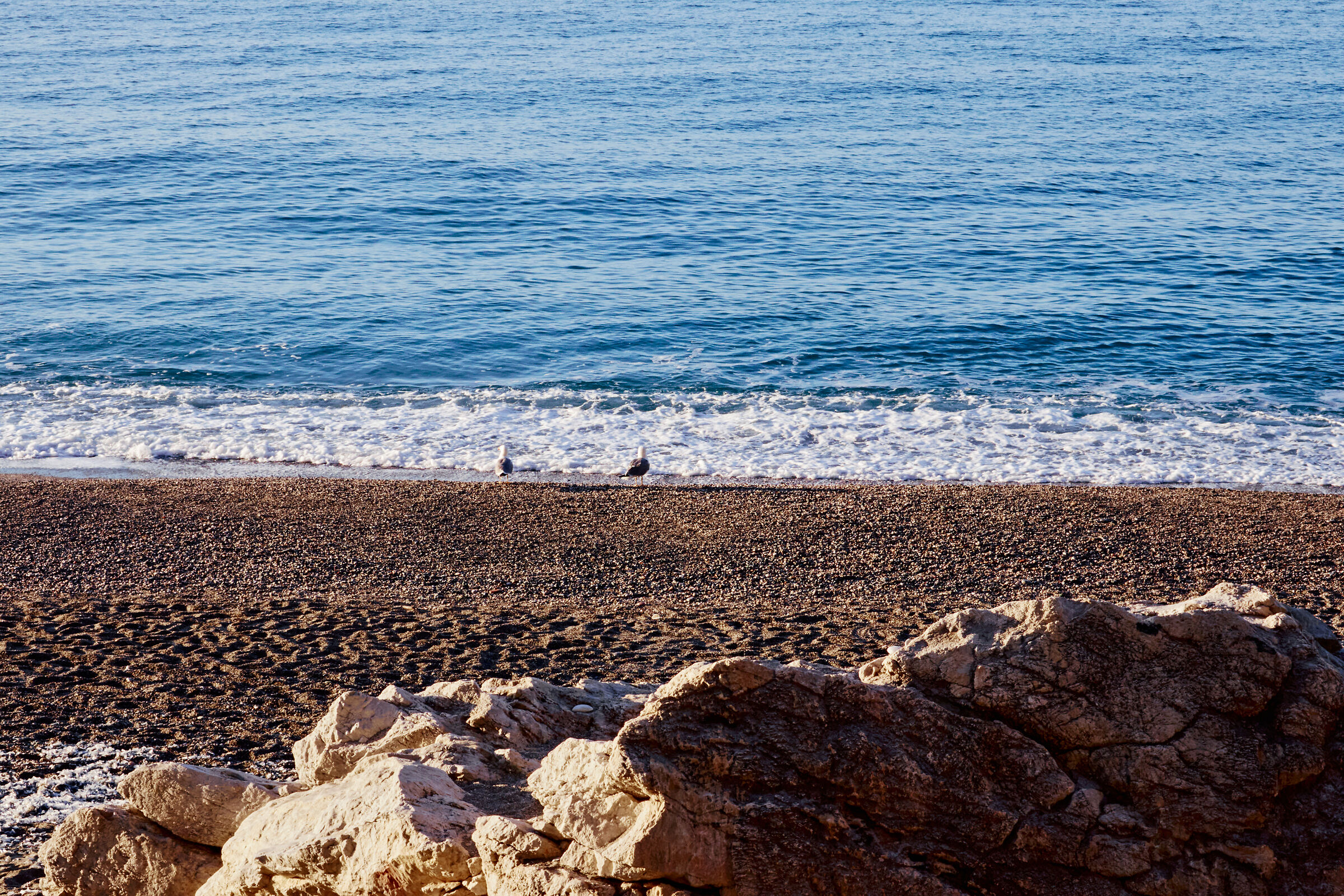 Gulls