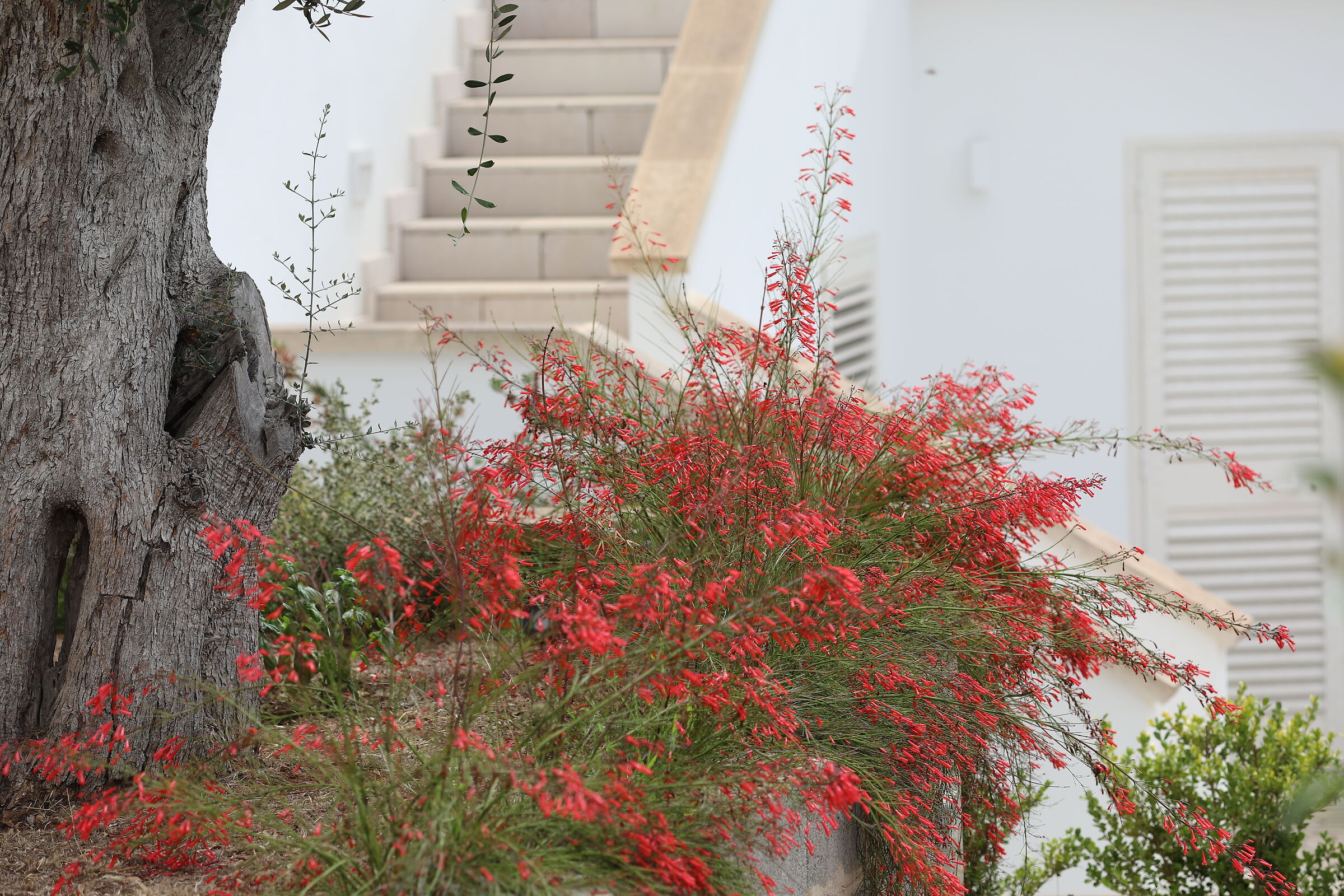 Ei, "Crop 189" Canon 5 D IV, 135 F. 2 L usm+ TC 1....