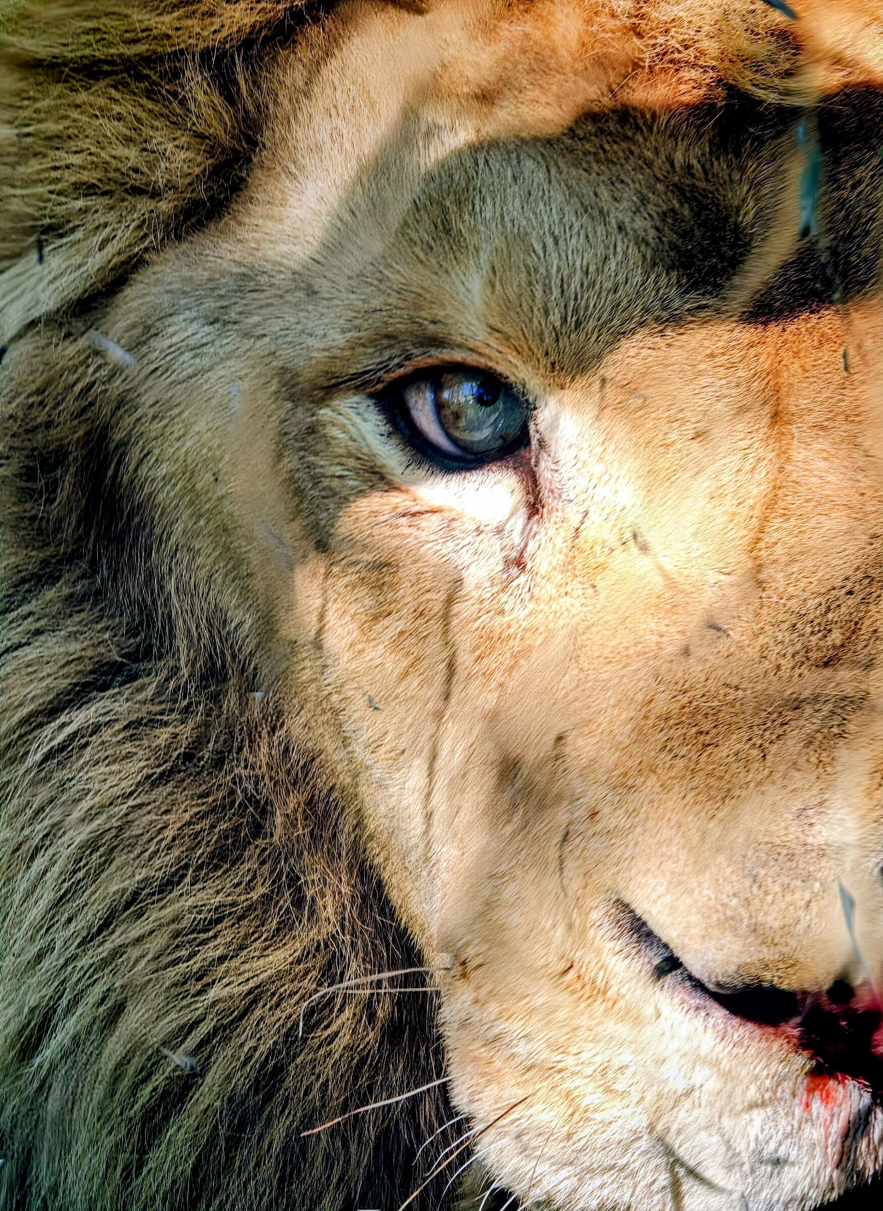 The pride of an old pack leader