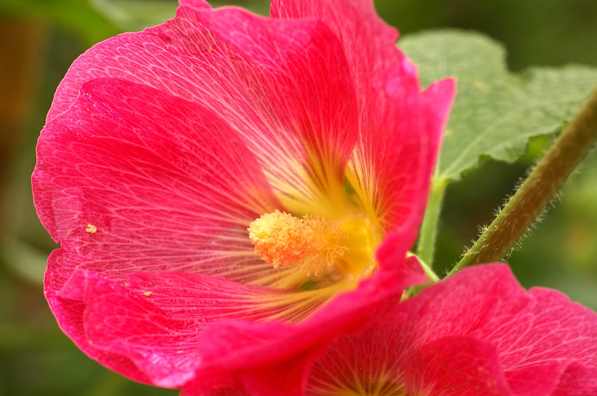 Alcea rosea, Syn.: Althaea rosea (l.) Cav., A. sinensis