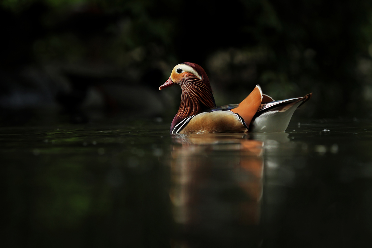 Mandarin duck