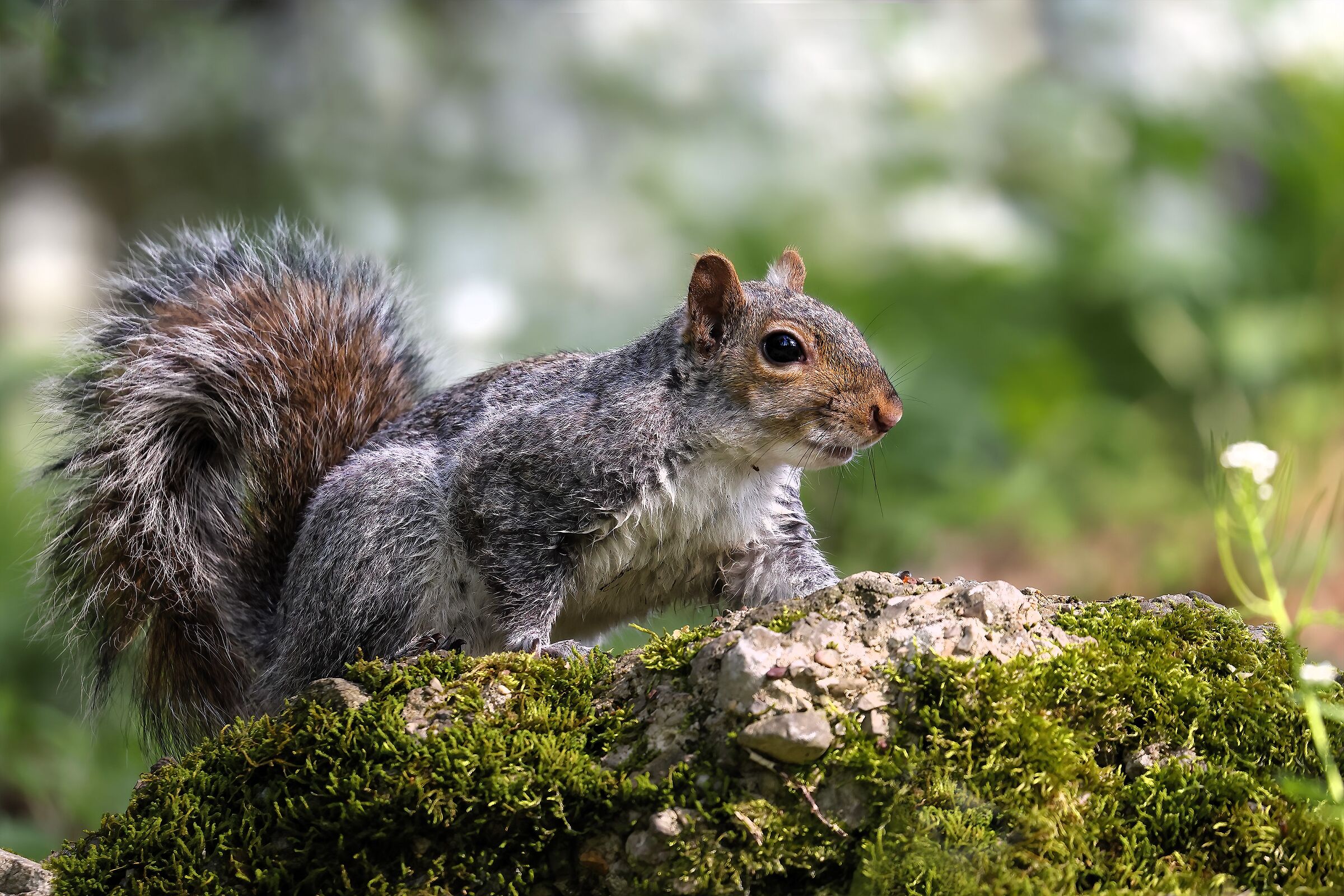 Grey squirrel