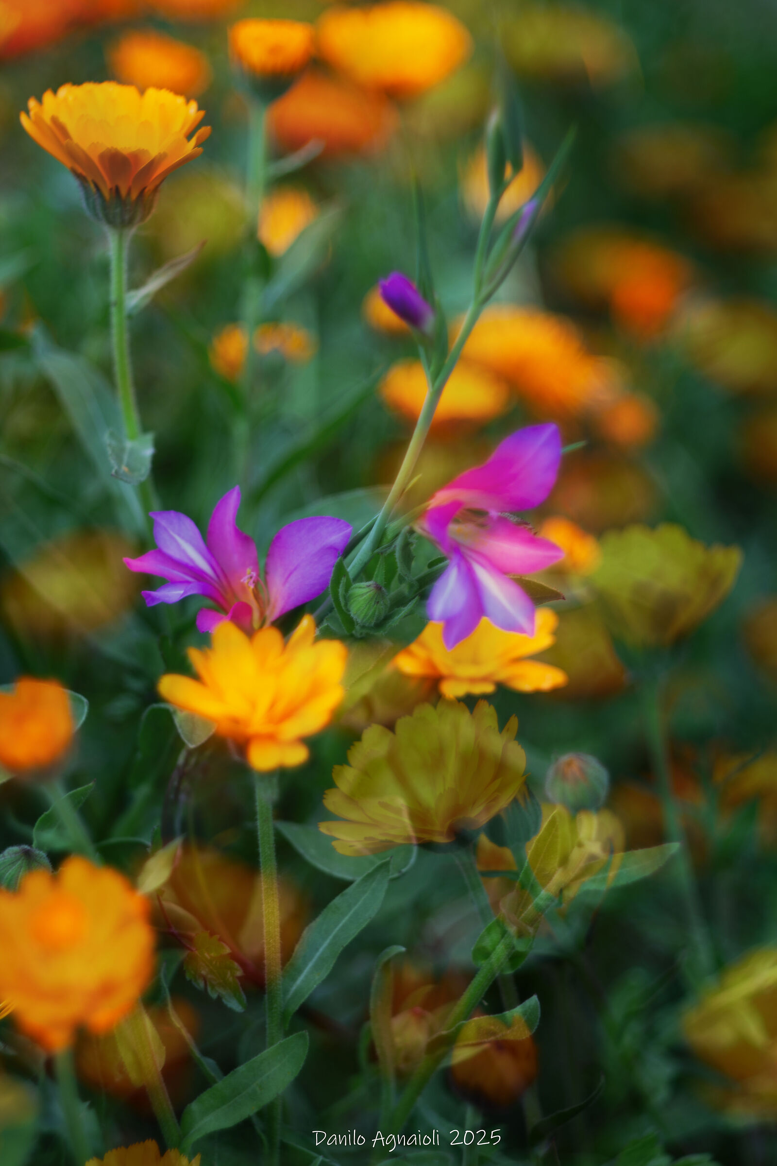 Light in the Secret Garden