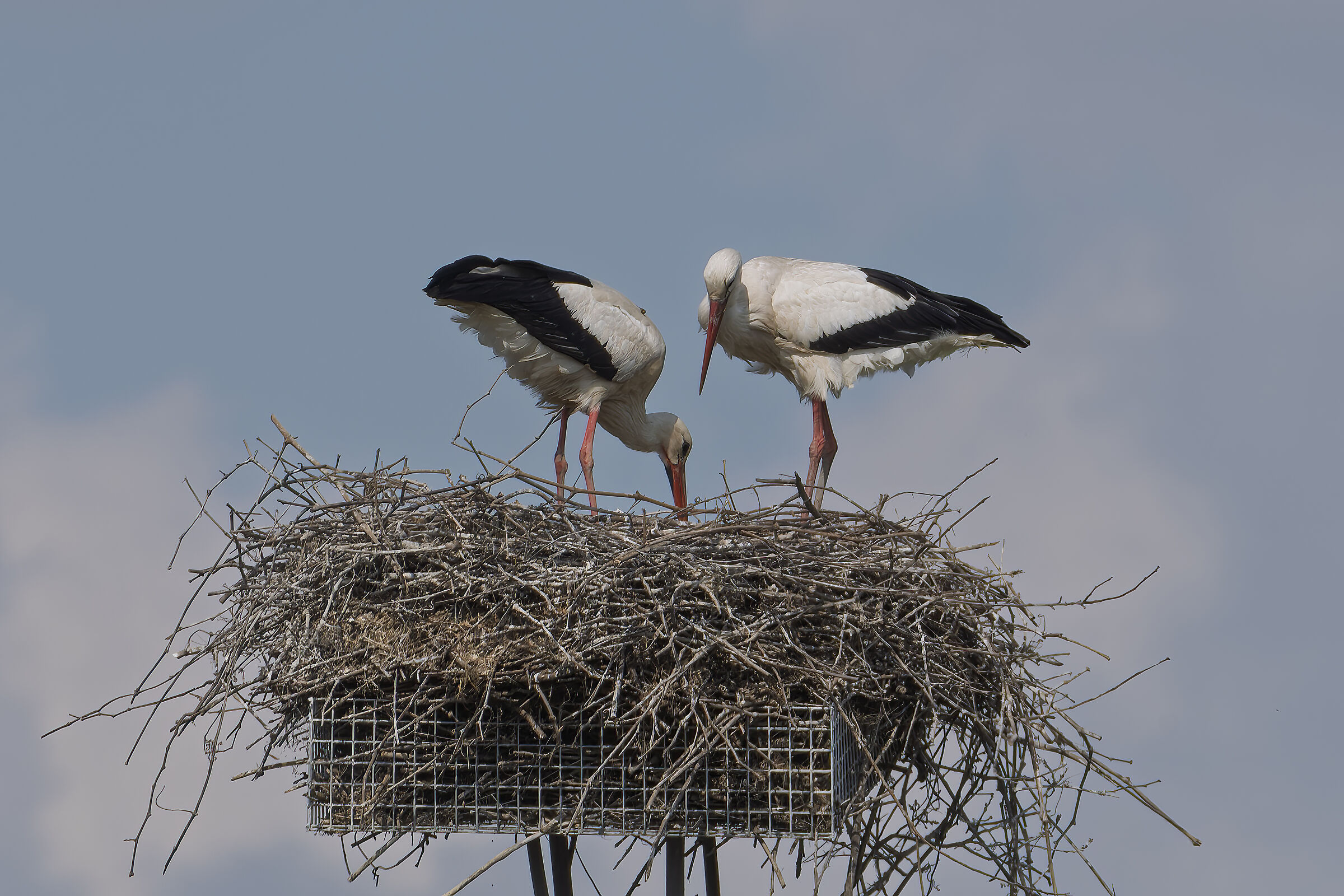 Storks
