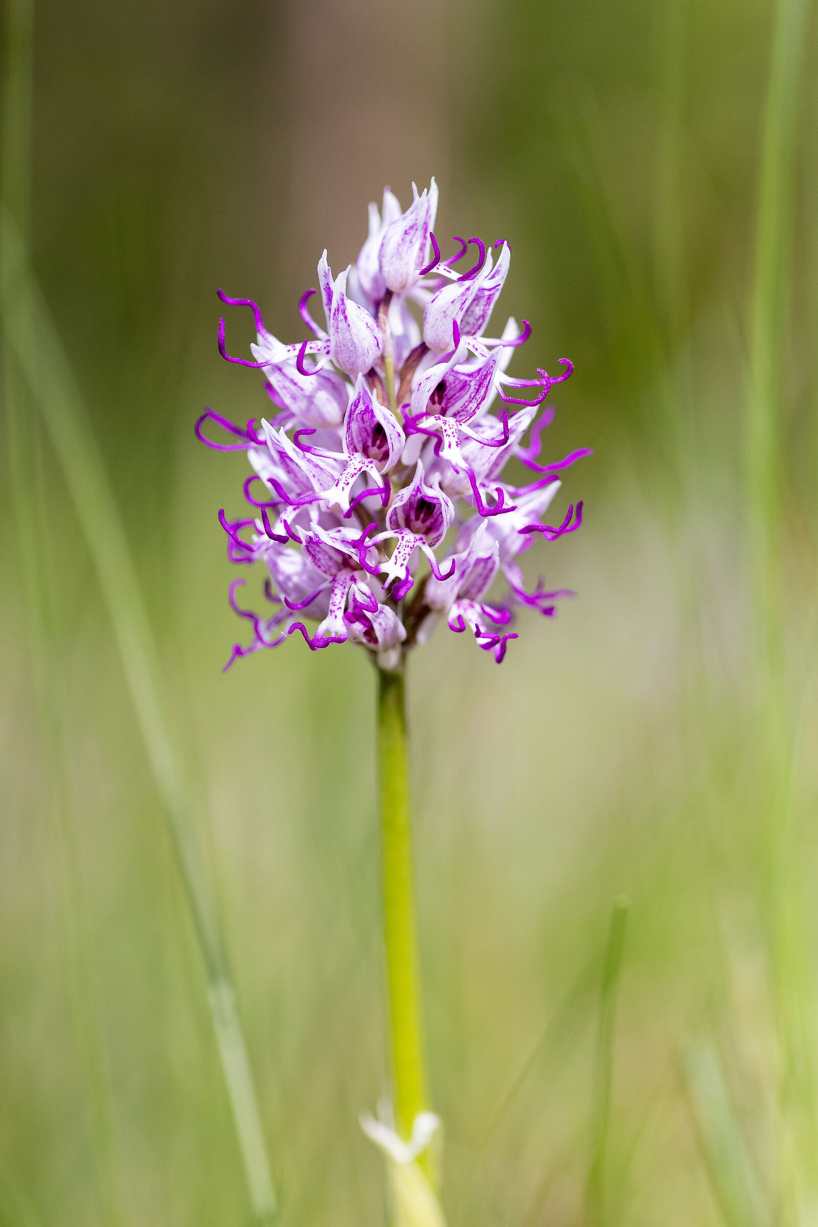 Wild orchid